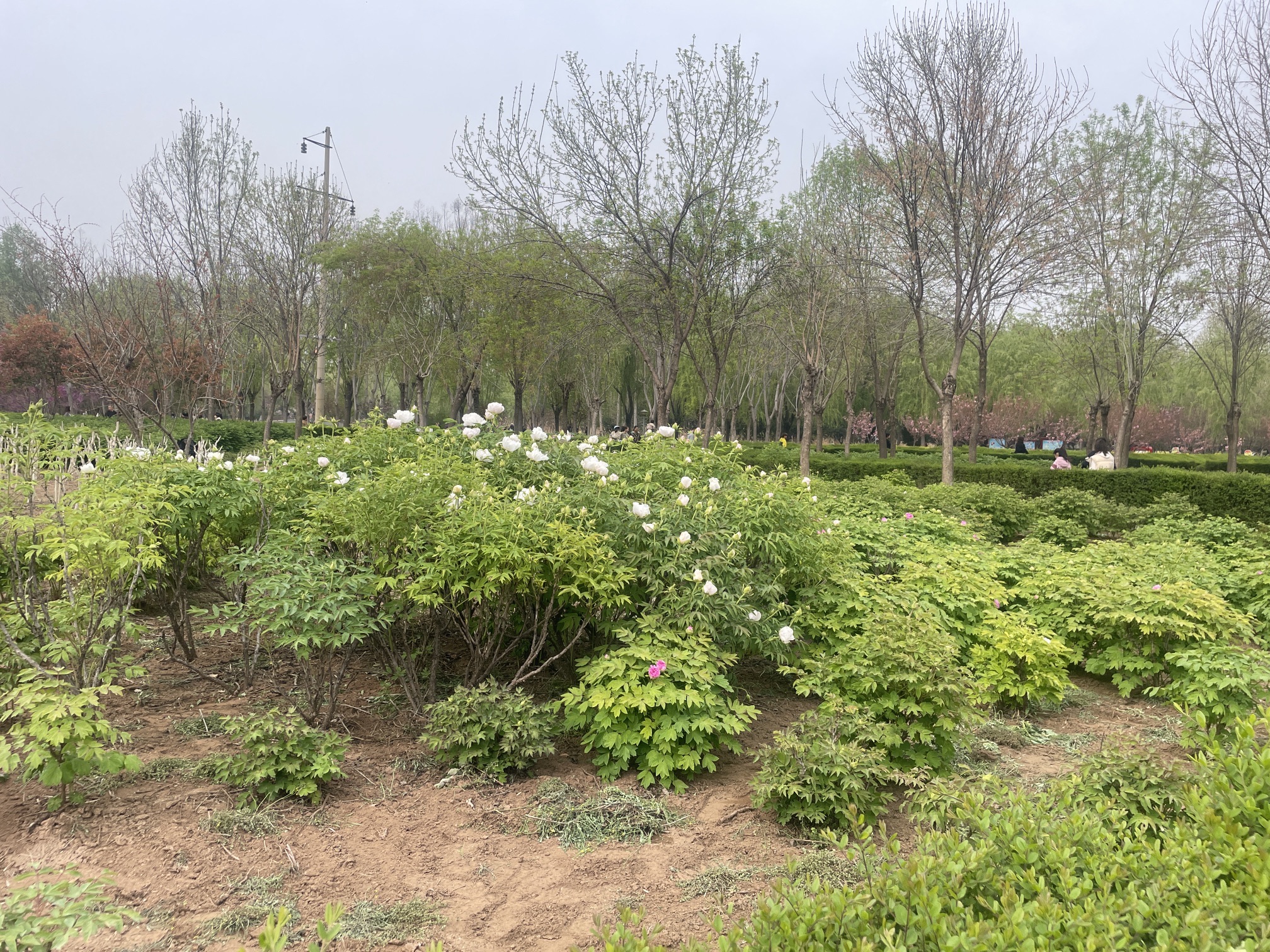覃怀公园旅行图片 3