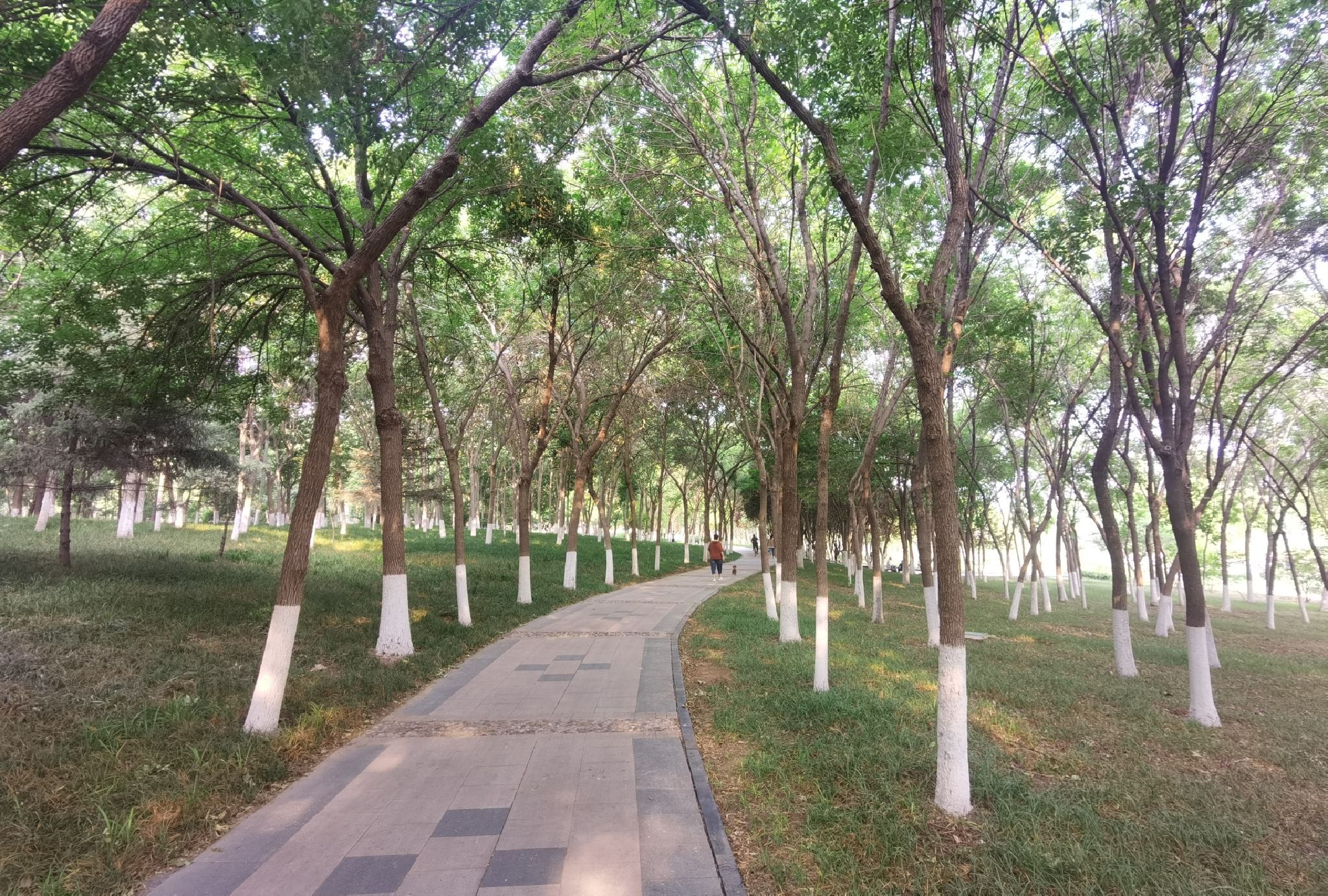 肥城湿地公园旅行图片 2