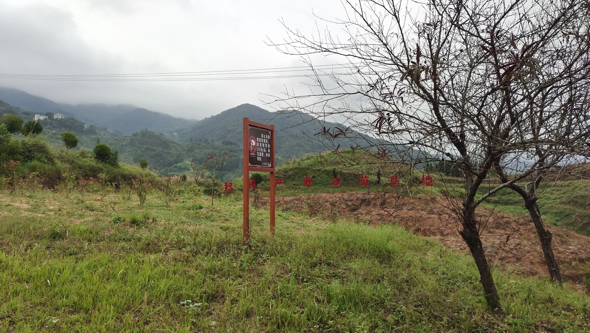 新邵大新乡玫瑰园旅行图片 3