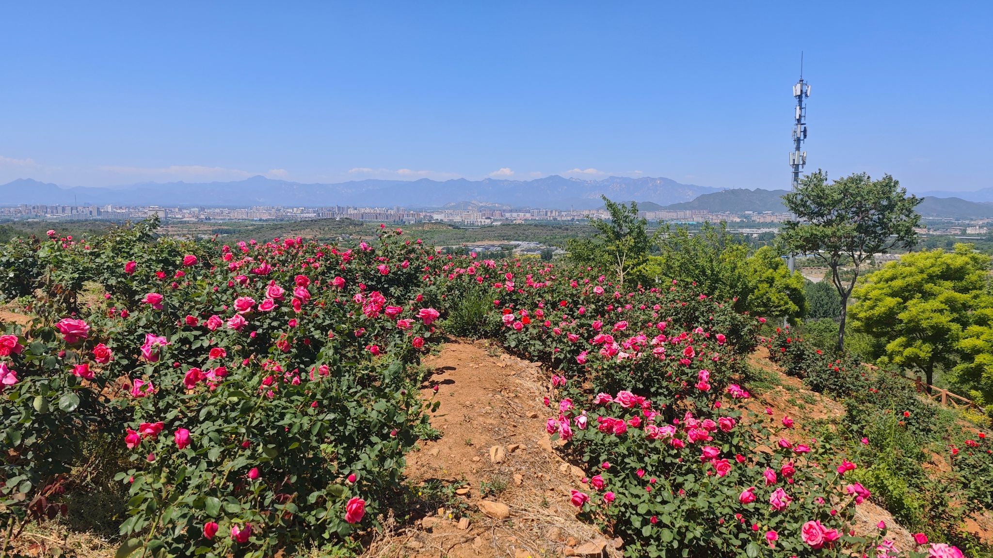 密云玫瑰情园景区旅行图片 2