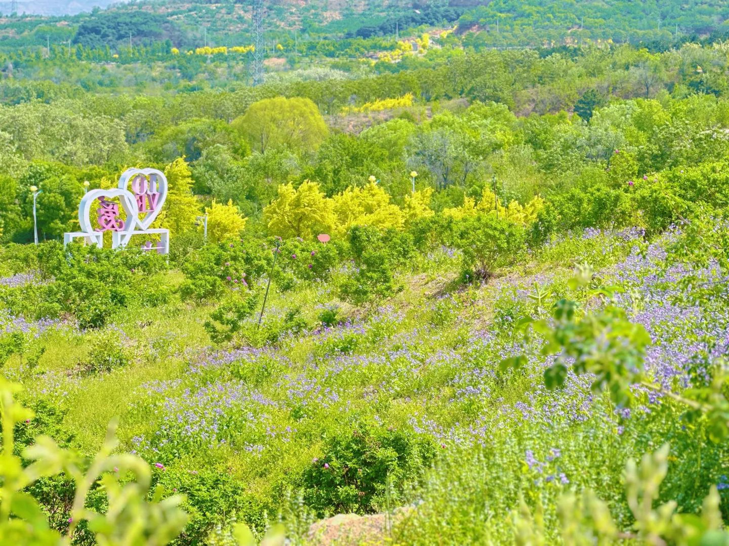 密云玫瑰情园景区旅行图片 3
