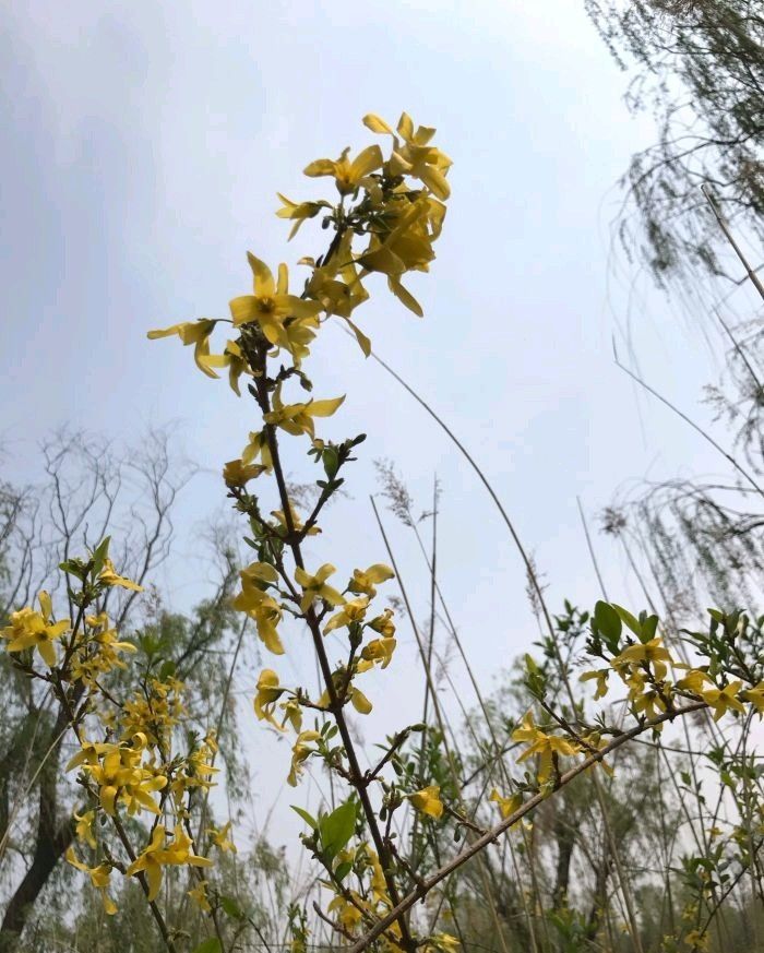 龙居桃花岛旅游度假区旅行图片 1
