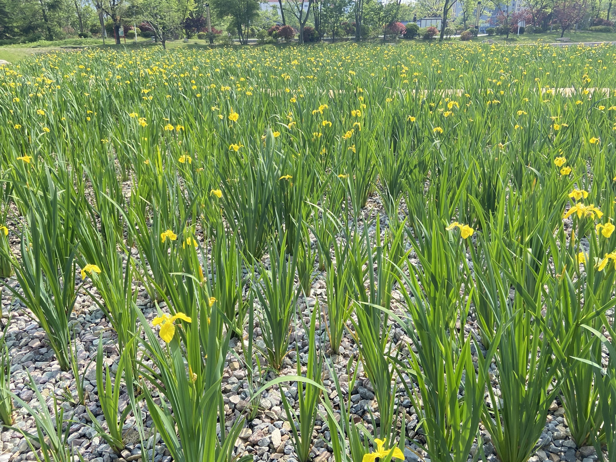 山海天湿地公园旅行图片 3