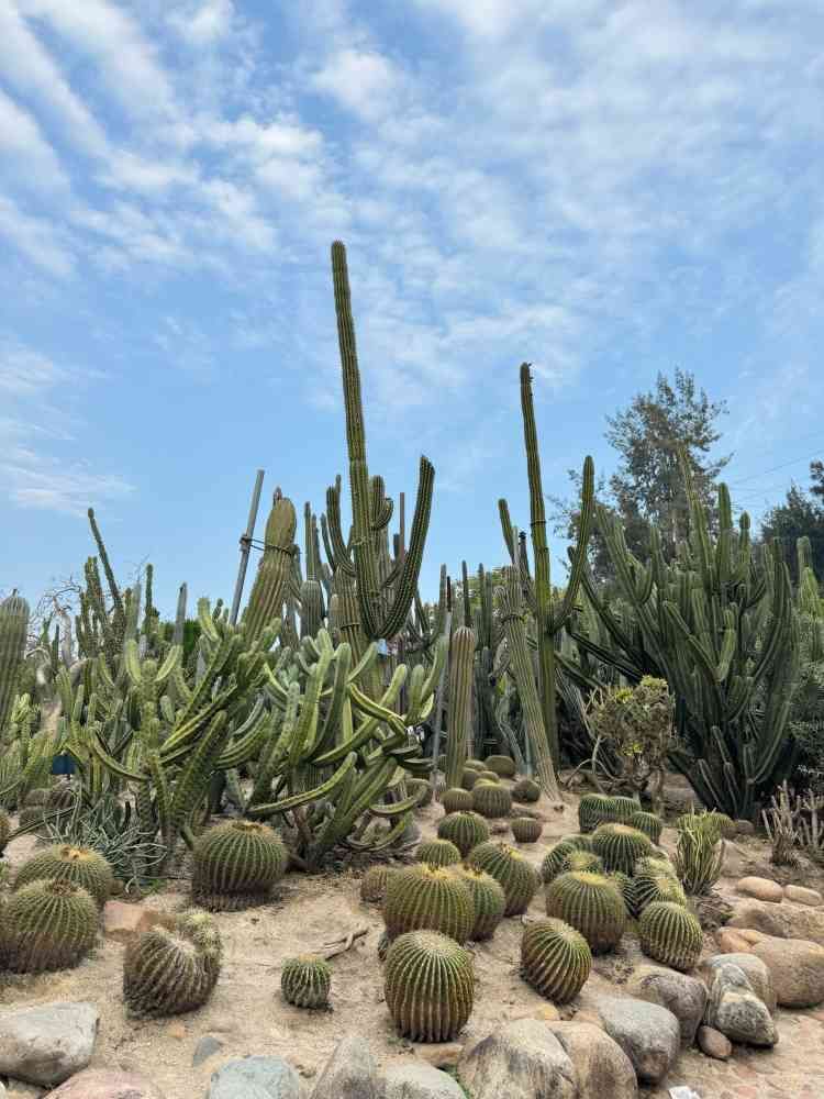 万石山国家重点风景名胜区旅行图片 1