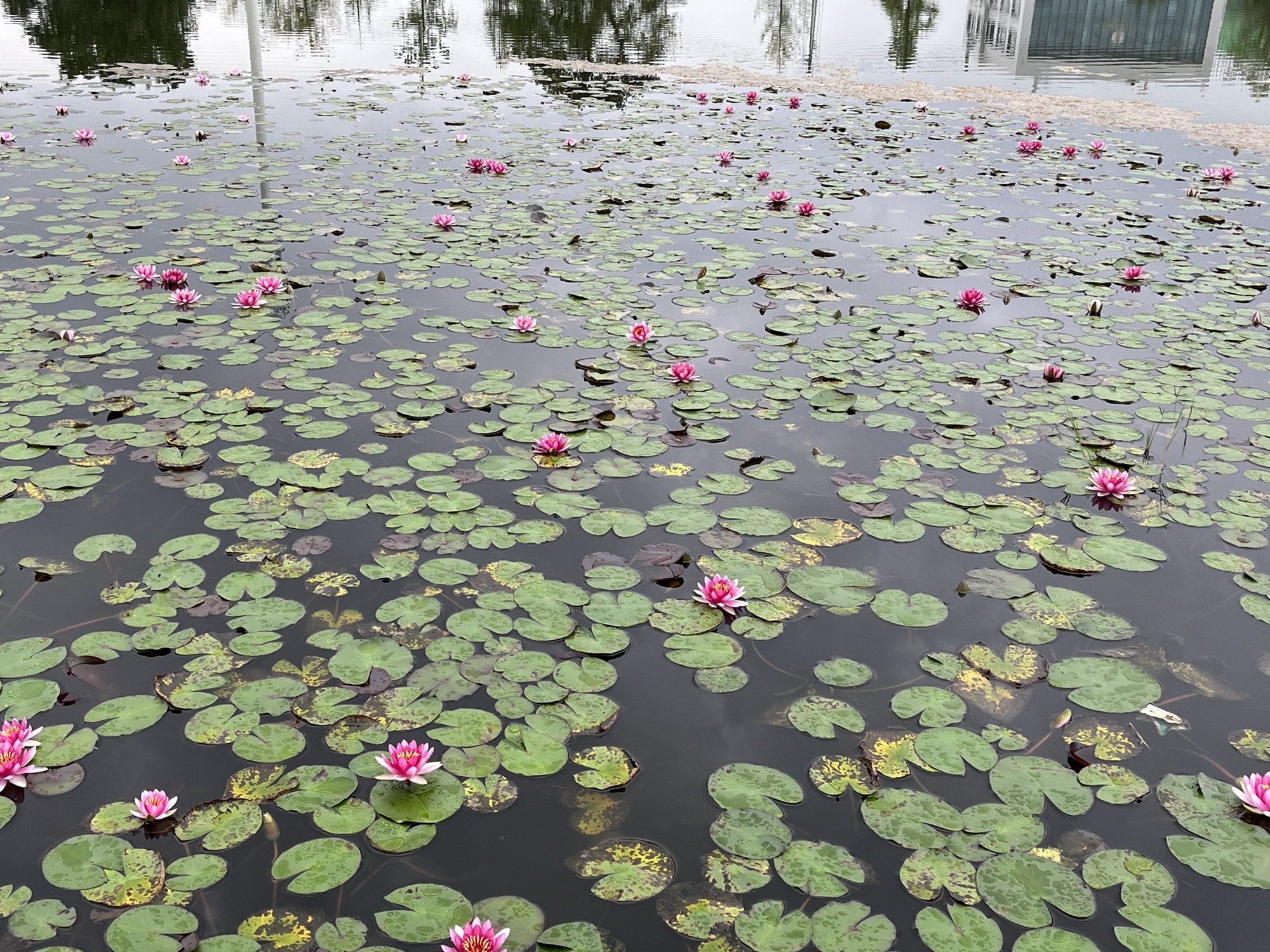 扁鹊湖旅行图片 1