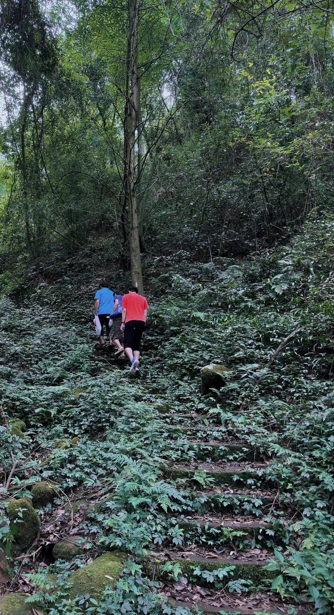 眉山市丹棱县九龙山森林公园旅行图片 3