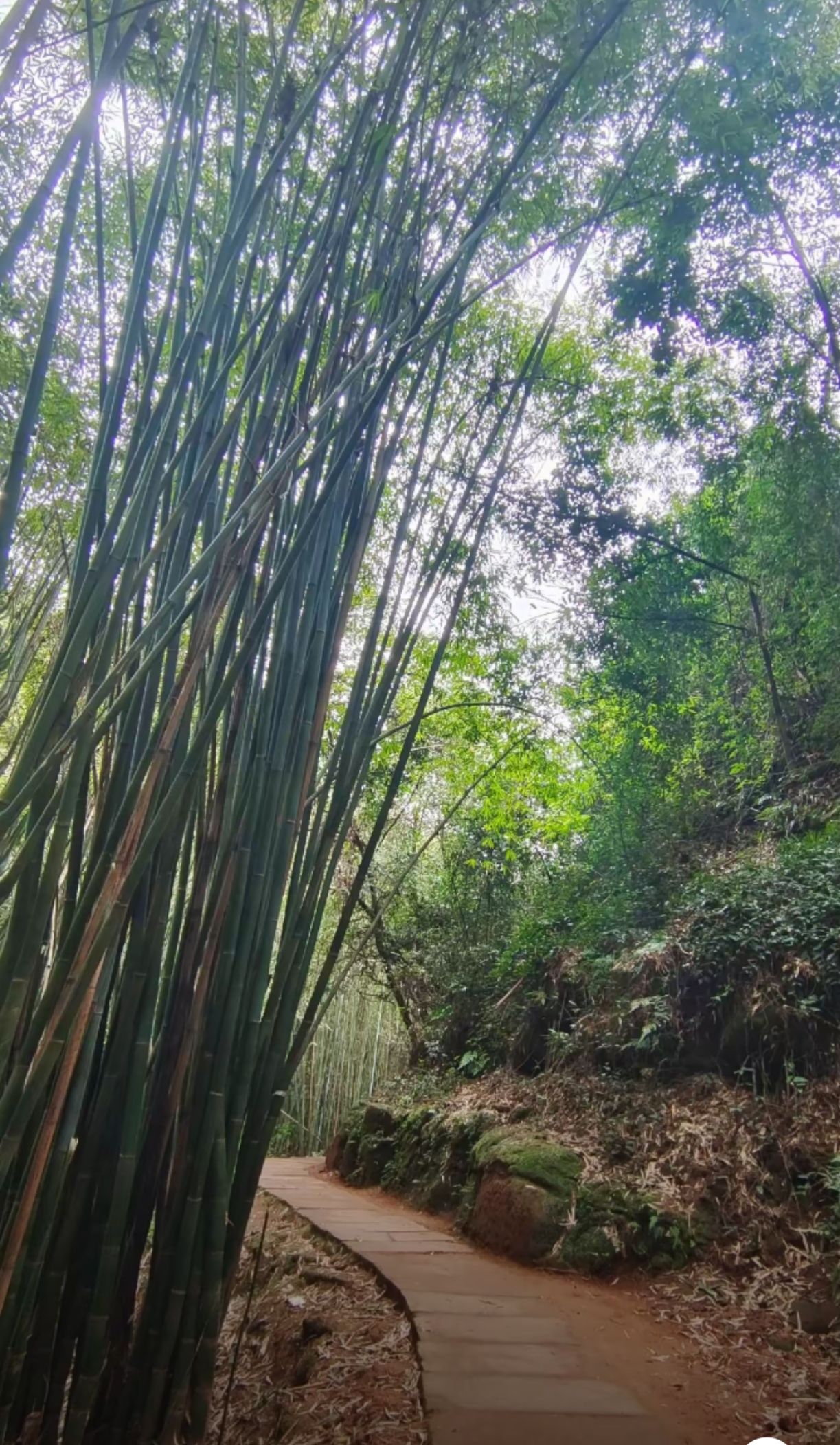 眉山市丹棱县九龙山森林公园旅行图片 2