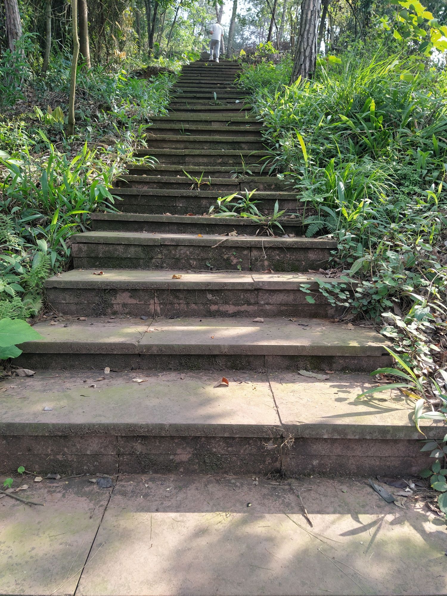 眉山市丹棱县九龙山森林公园旅行图片 1