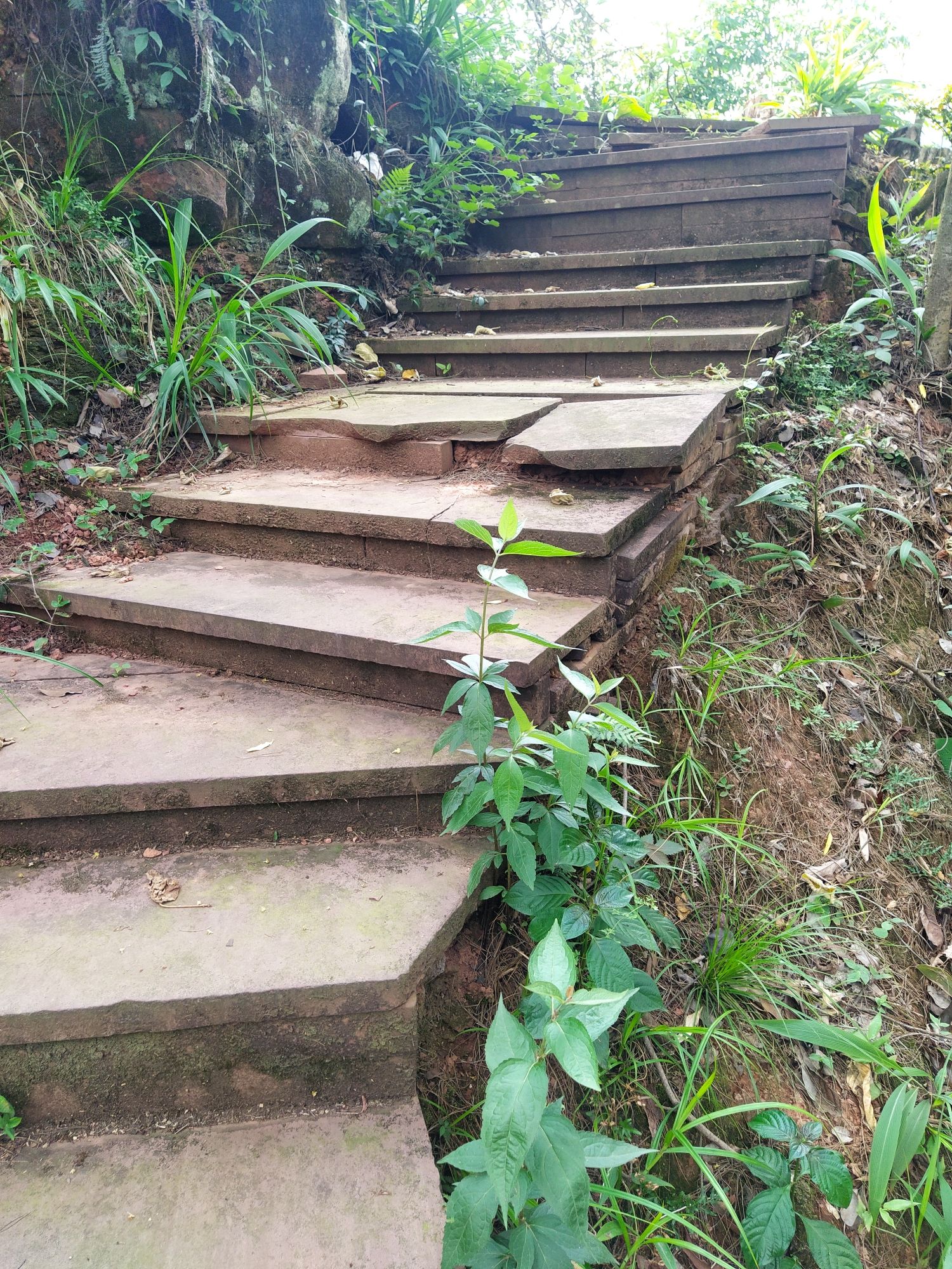 眉山市丹棱县九龙山森林公园旅行图片 3