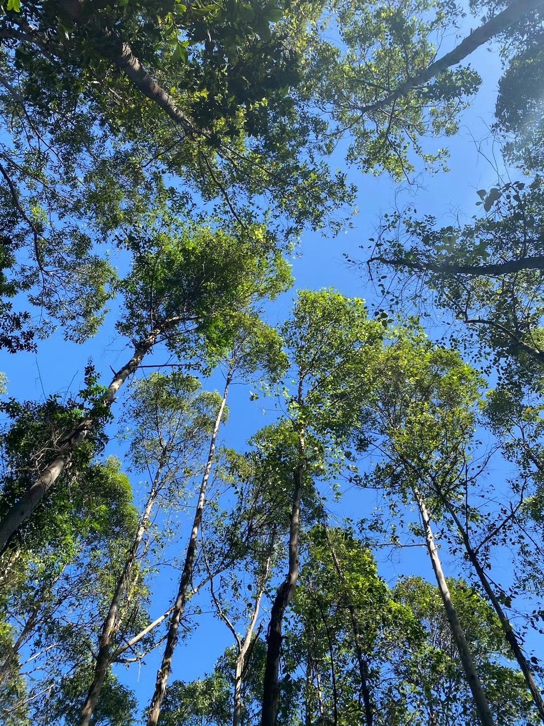 龙眼洞森林公园旅行图片 2