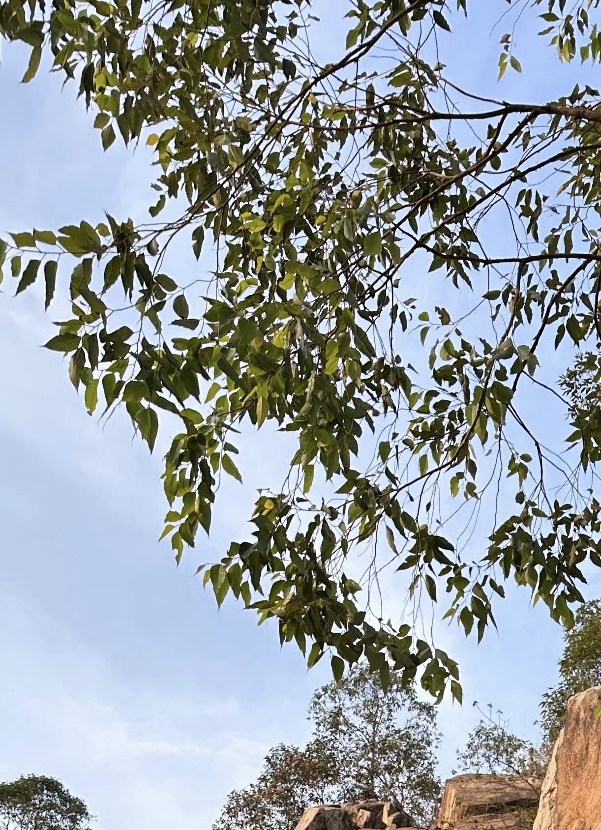 龙眼洞森林公园旅行图片 1