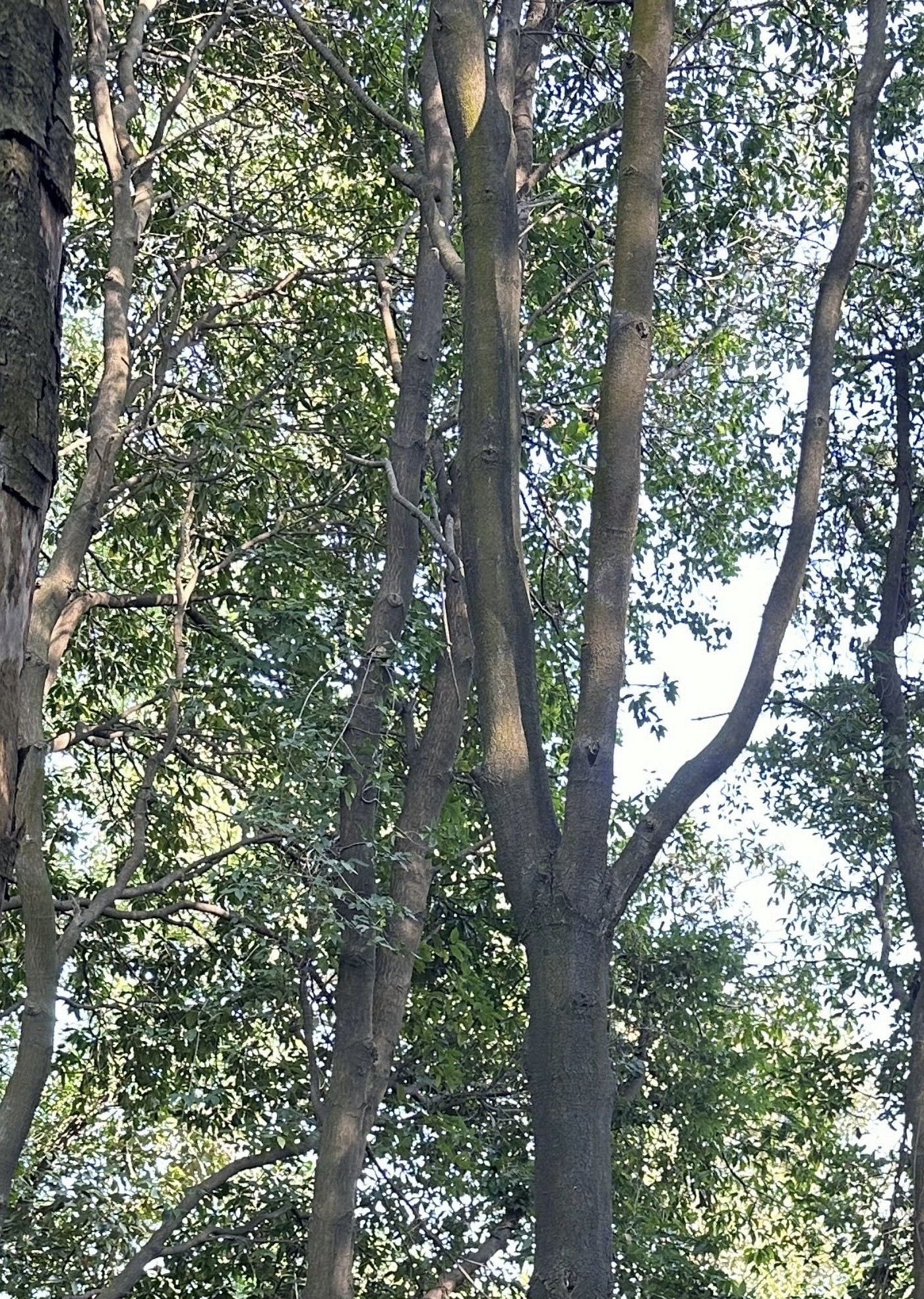龙眼洞森林公园旅行图片 3