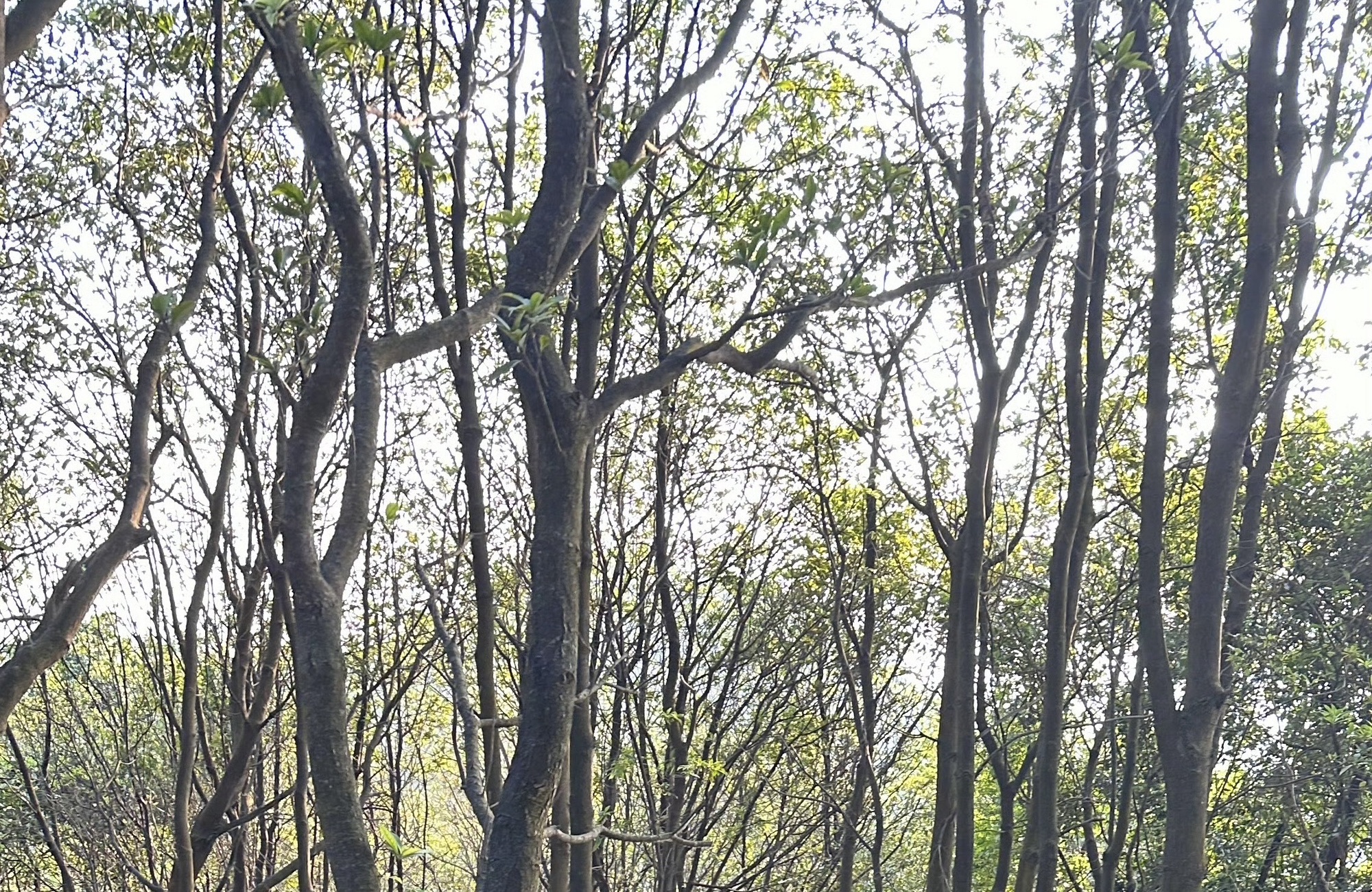 龙眼洞森林公园旅行图片 2