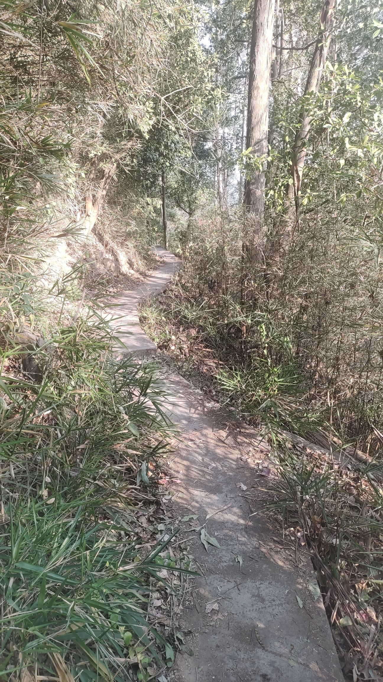 龙眼洞森林公园旅行图片 1
