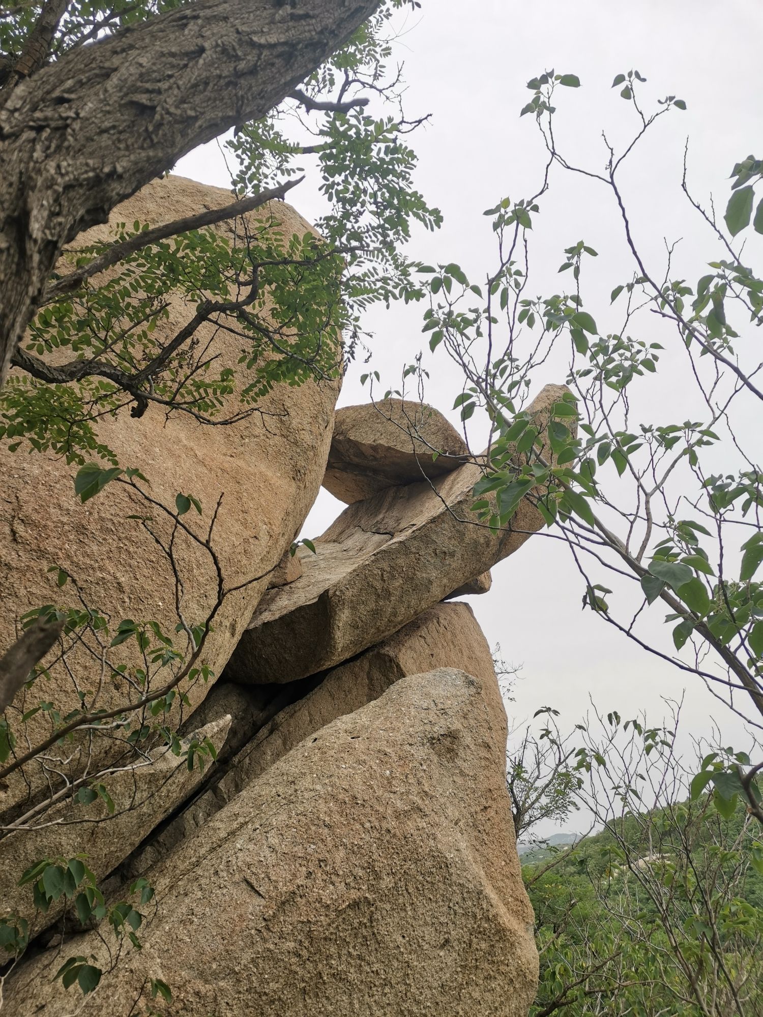 鸿山森林公园旅行图片 2