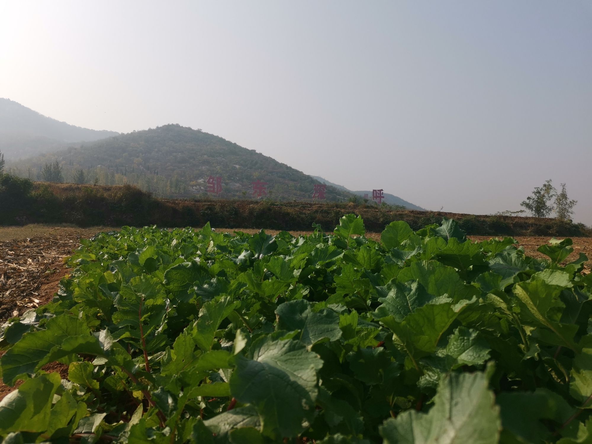 鸿山森林公园旅行图片 1