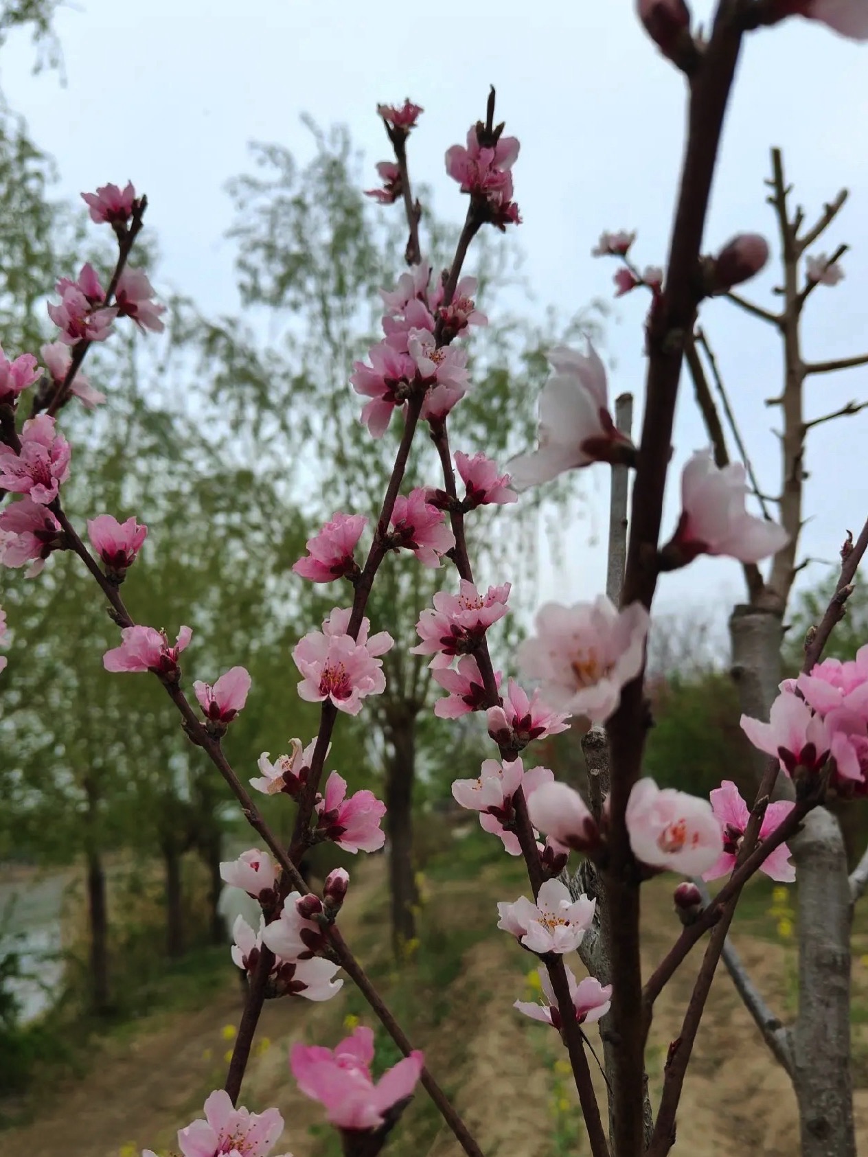 葛天公园旅行图片 1