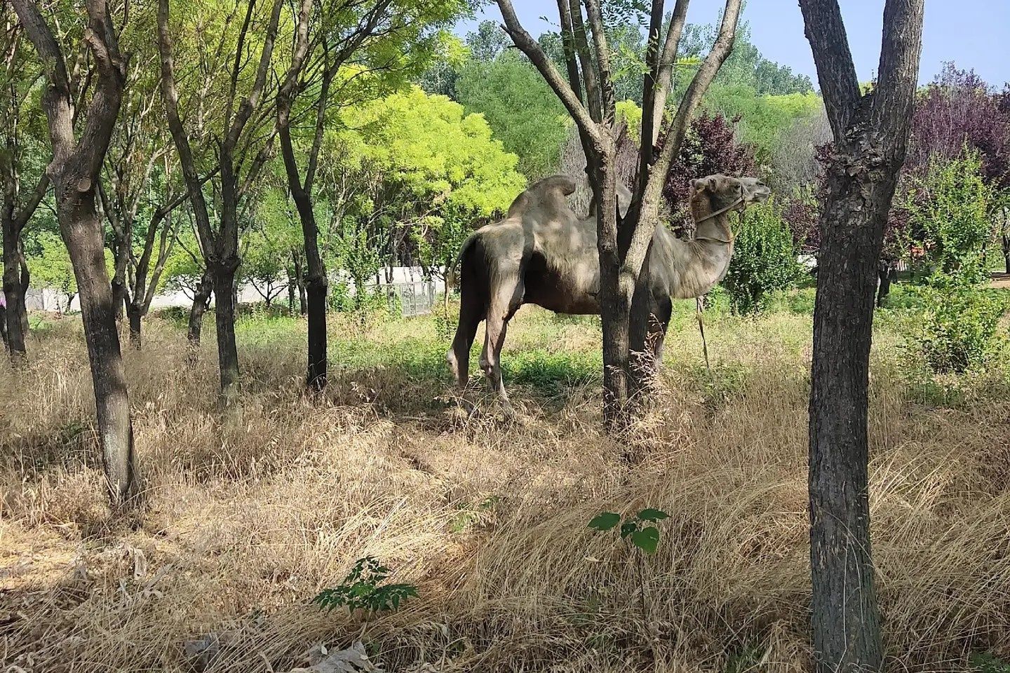 葛天公园旅行图片 3