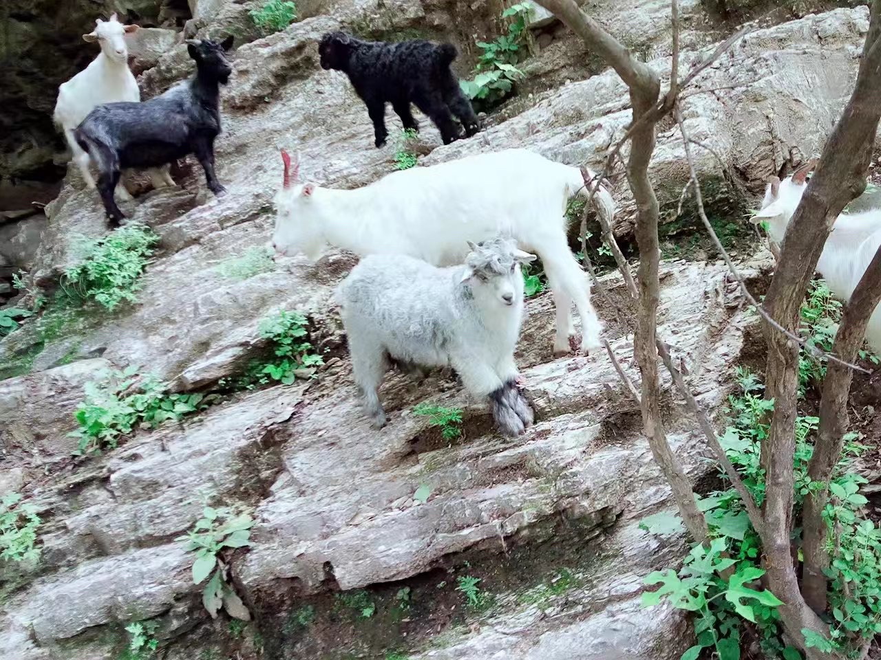 白龙涧景区旅行图片 3