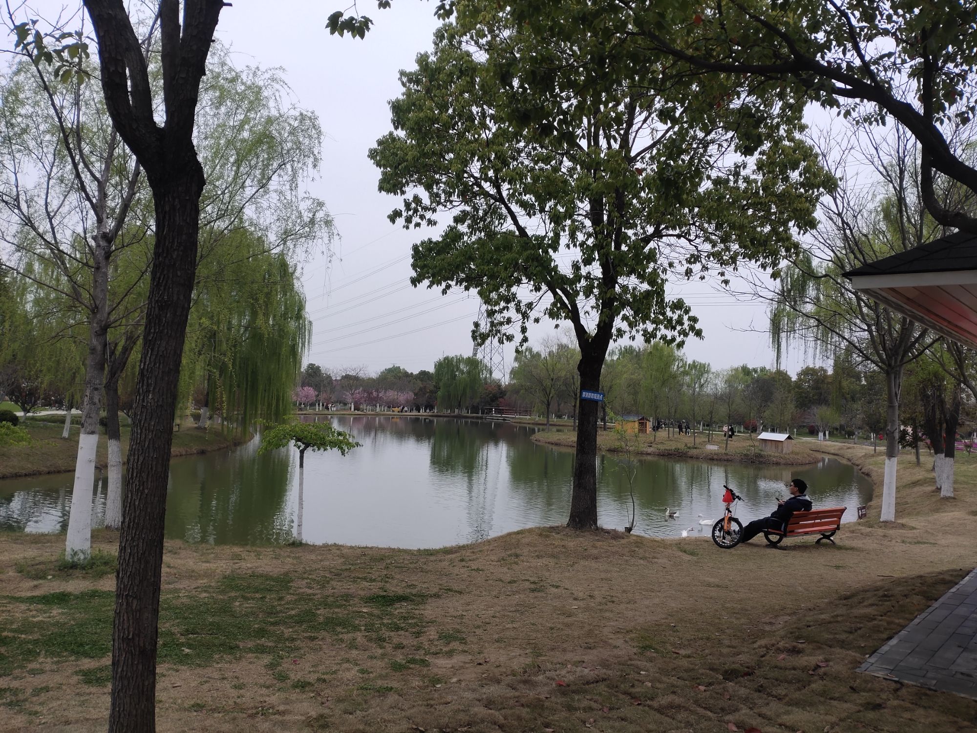 海棠花海旅行图片 1