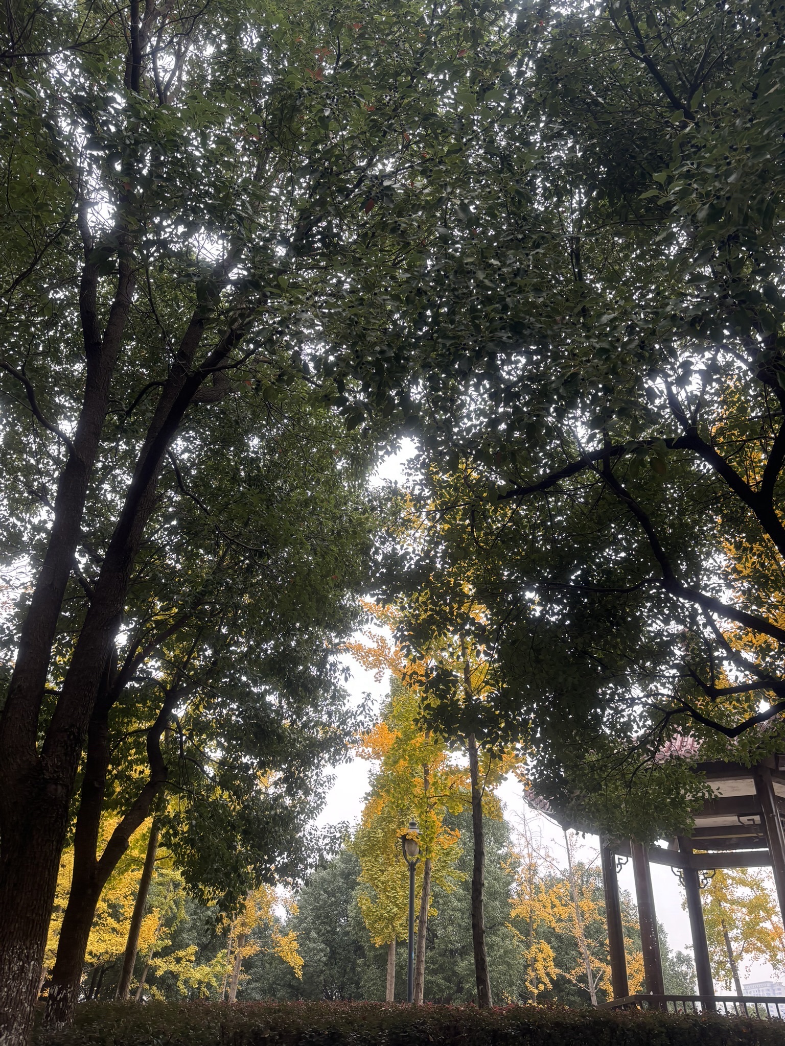 海棠花海旅行图片 1