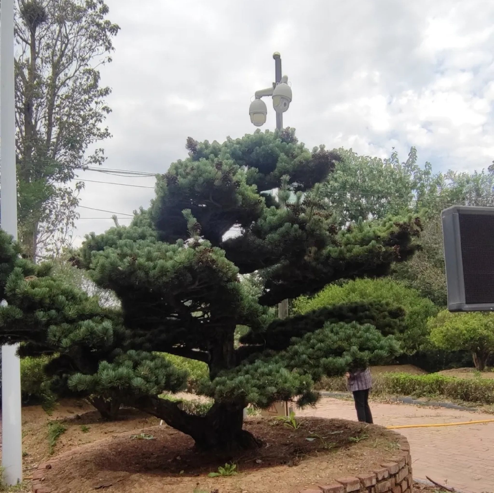 丽正园风景区旅行图片 1