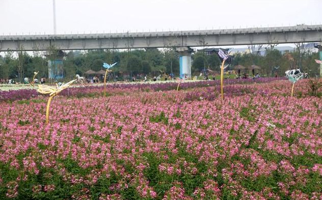 新枫林花海旅行图片 2