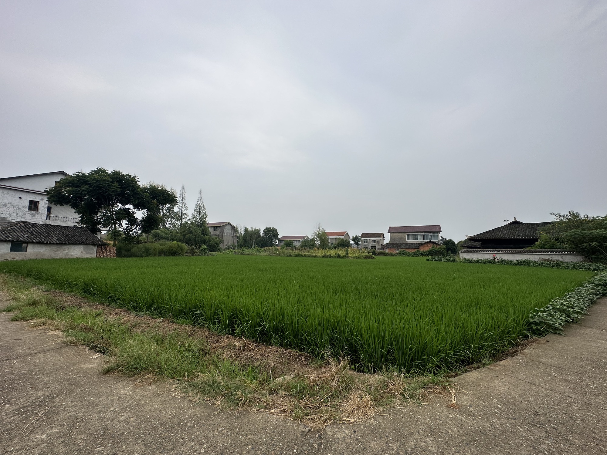 新枫林花海旅行图片 2