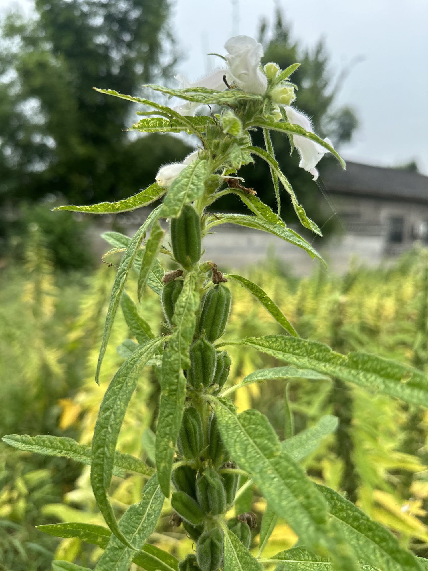 新枫林花海旅行图片 1