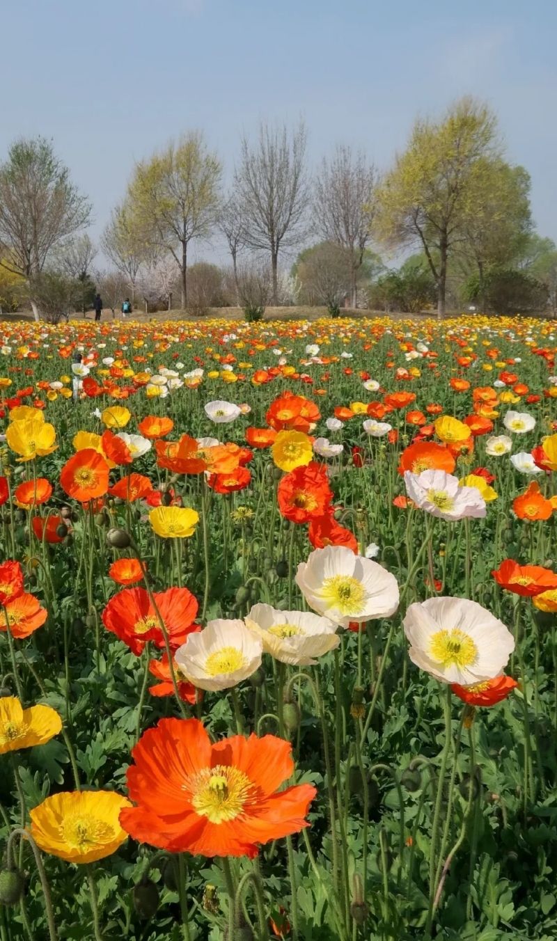 新枫林花海旅行图片 1