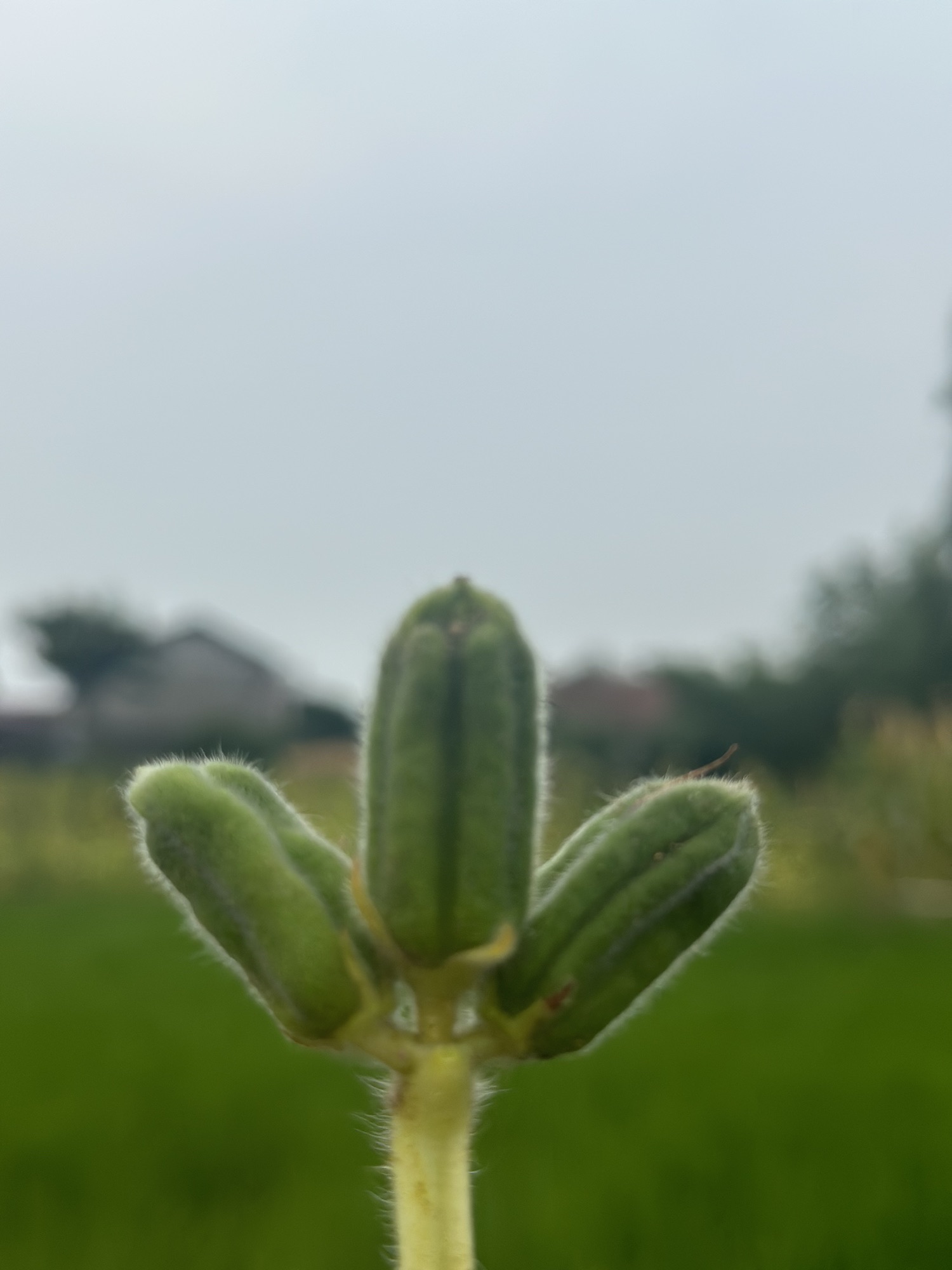 新枫林花海旅行图片 3