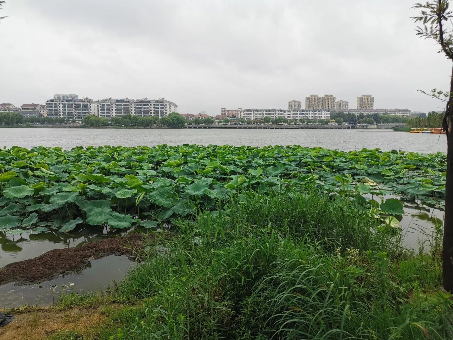 唐王湖公园旅行图片 3