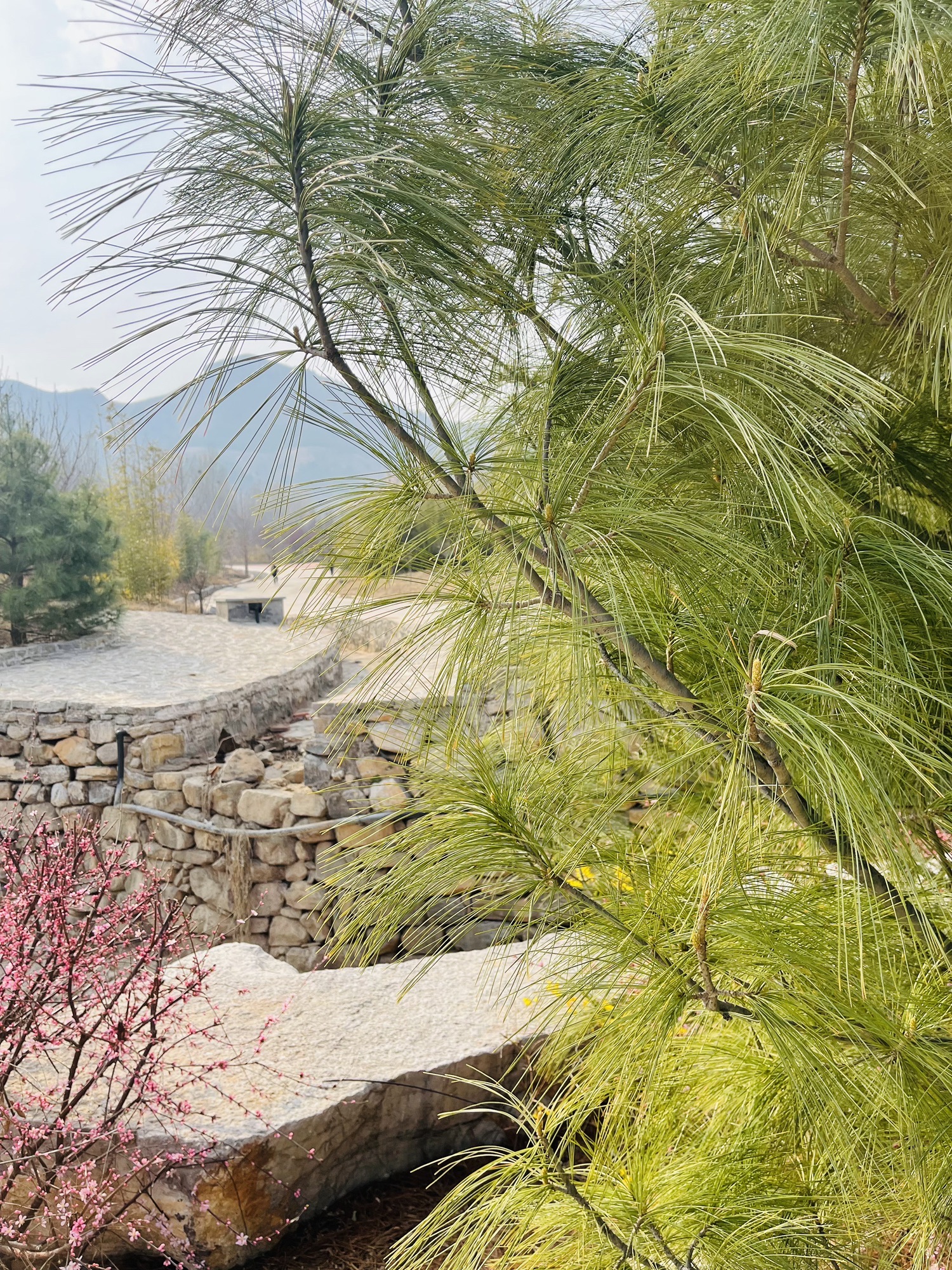 青州弥河国家湿地公园旅行图片 1