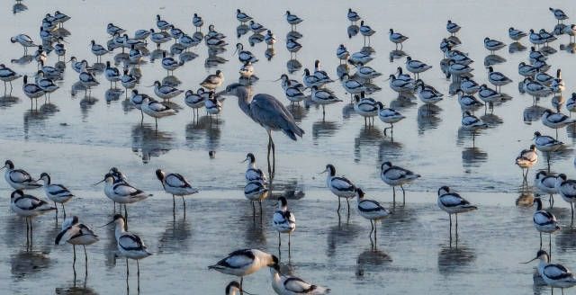 新会银湖湾湿地公园旅行图片 2
