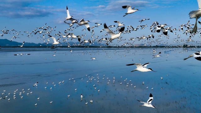 新会银湖湾湿地公园旅行图片 3