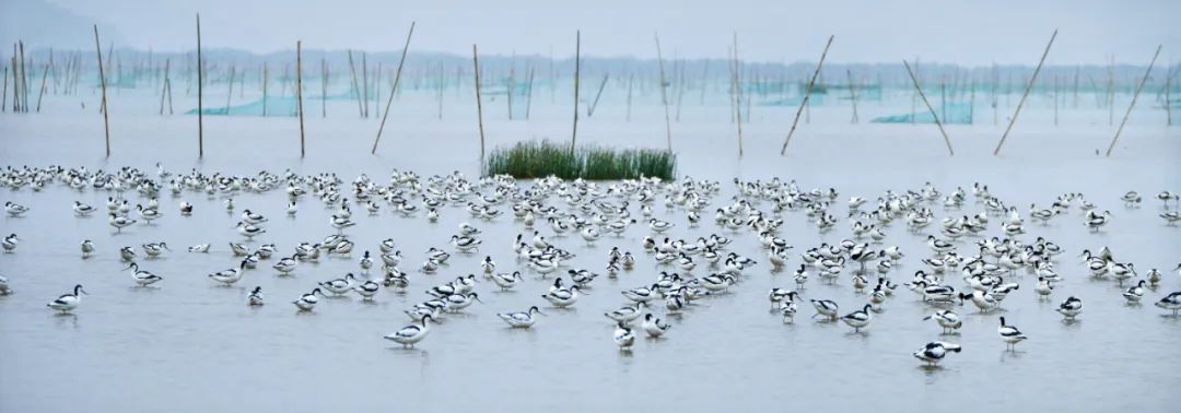 新会银湖湾湿地公园旅行图片 1
