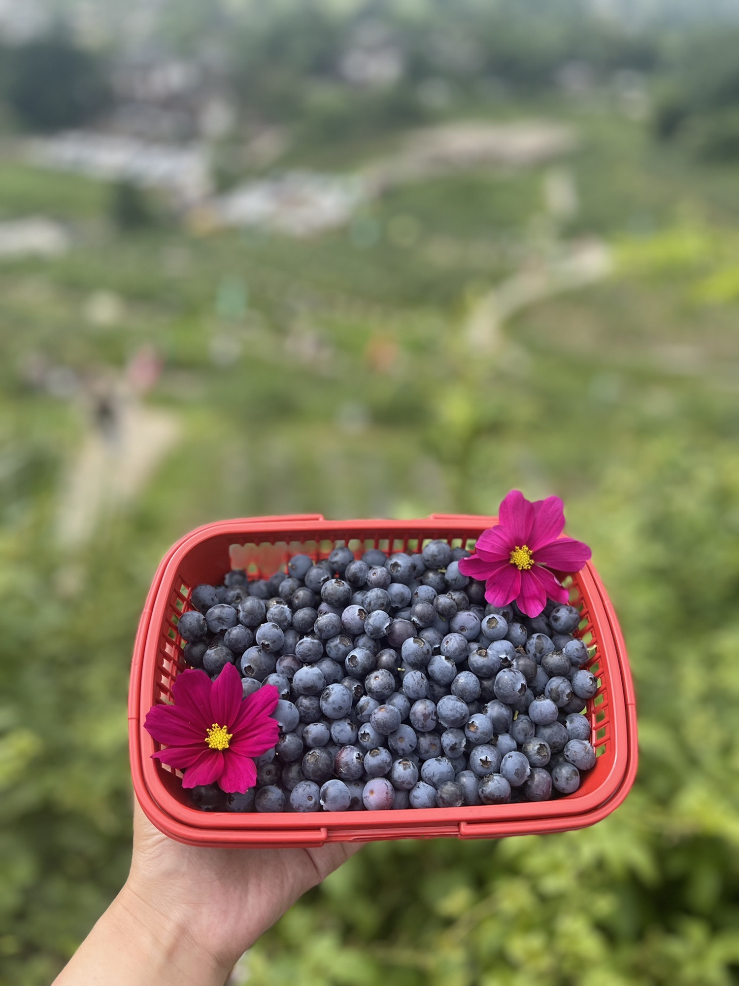 场地封面-桑醍蓝莓野营花园