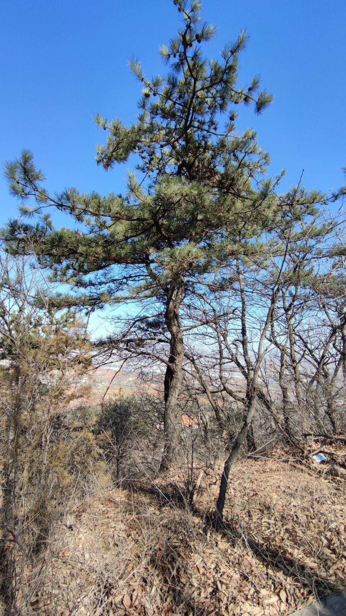 翠屏山森林公园旅行图片 1