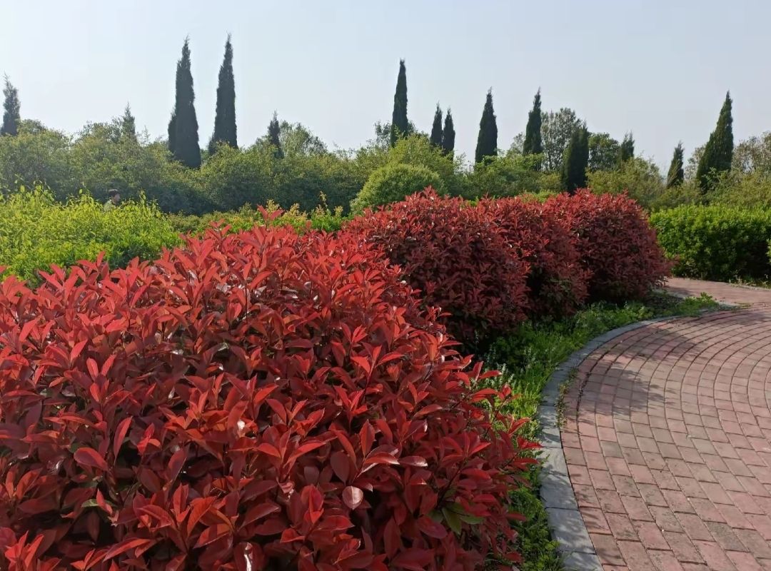 翠屏山森林公园旅行图片 3