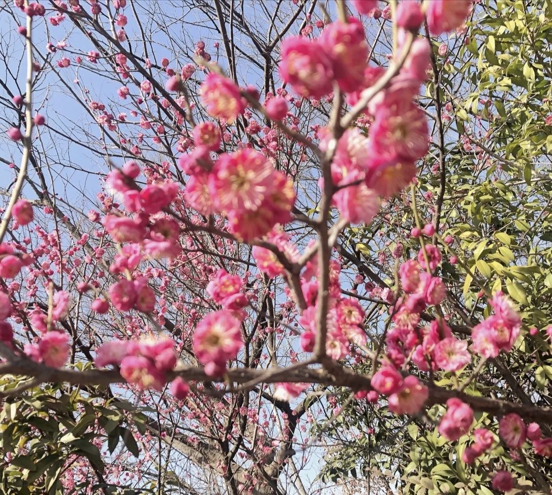 蜀冈生态体育公园旅行图片 3