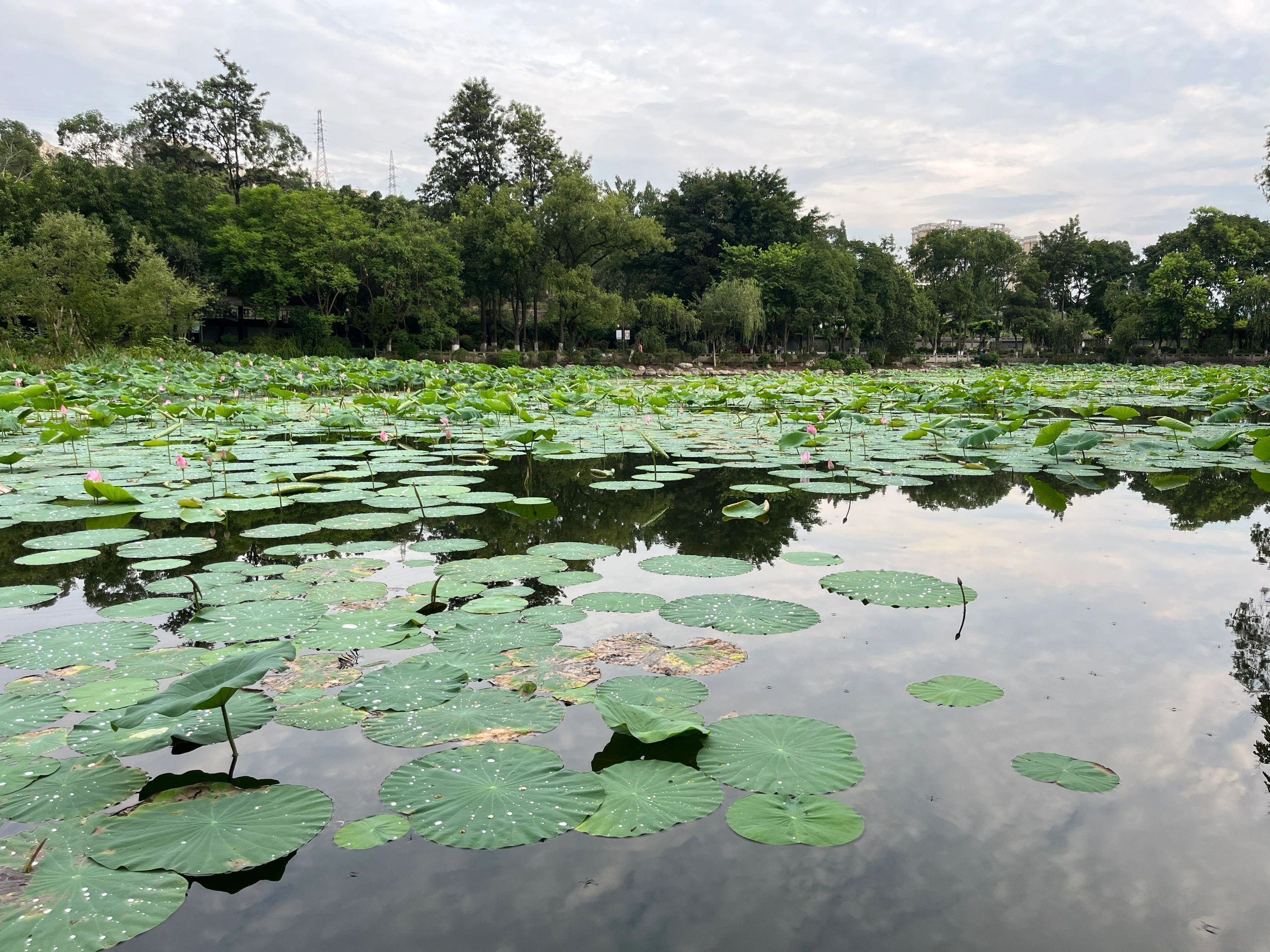 天池公园旅行图片 3