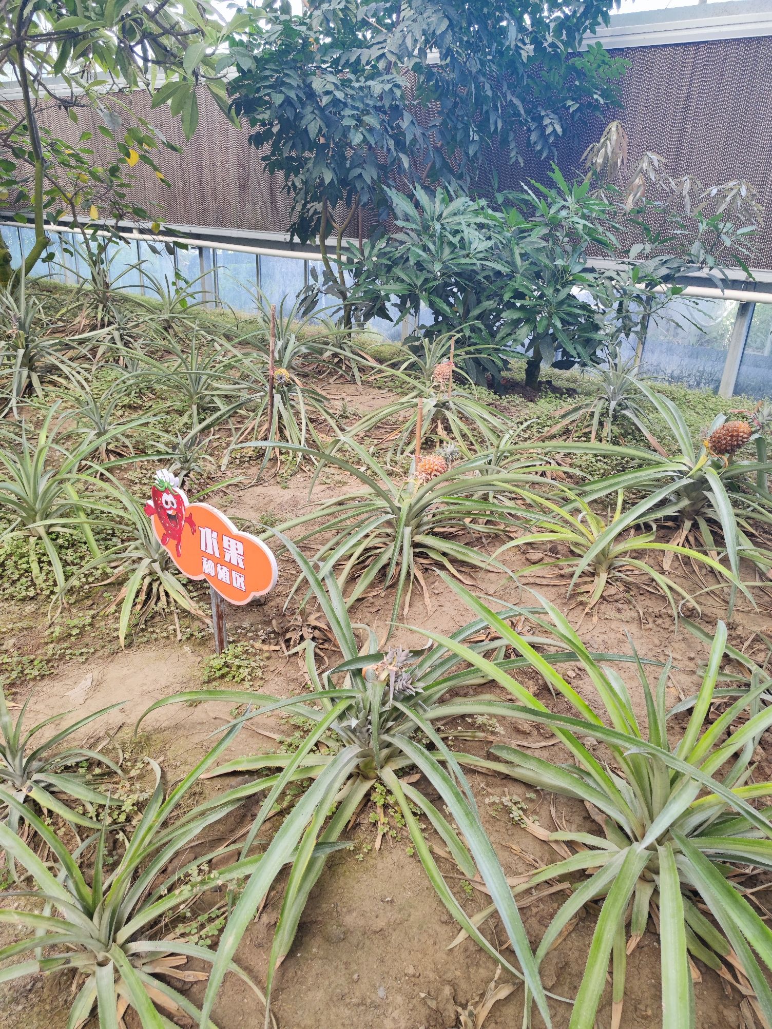 上海吕巷水果公园旅行图片 2