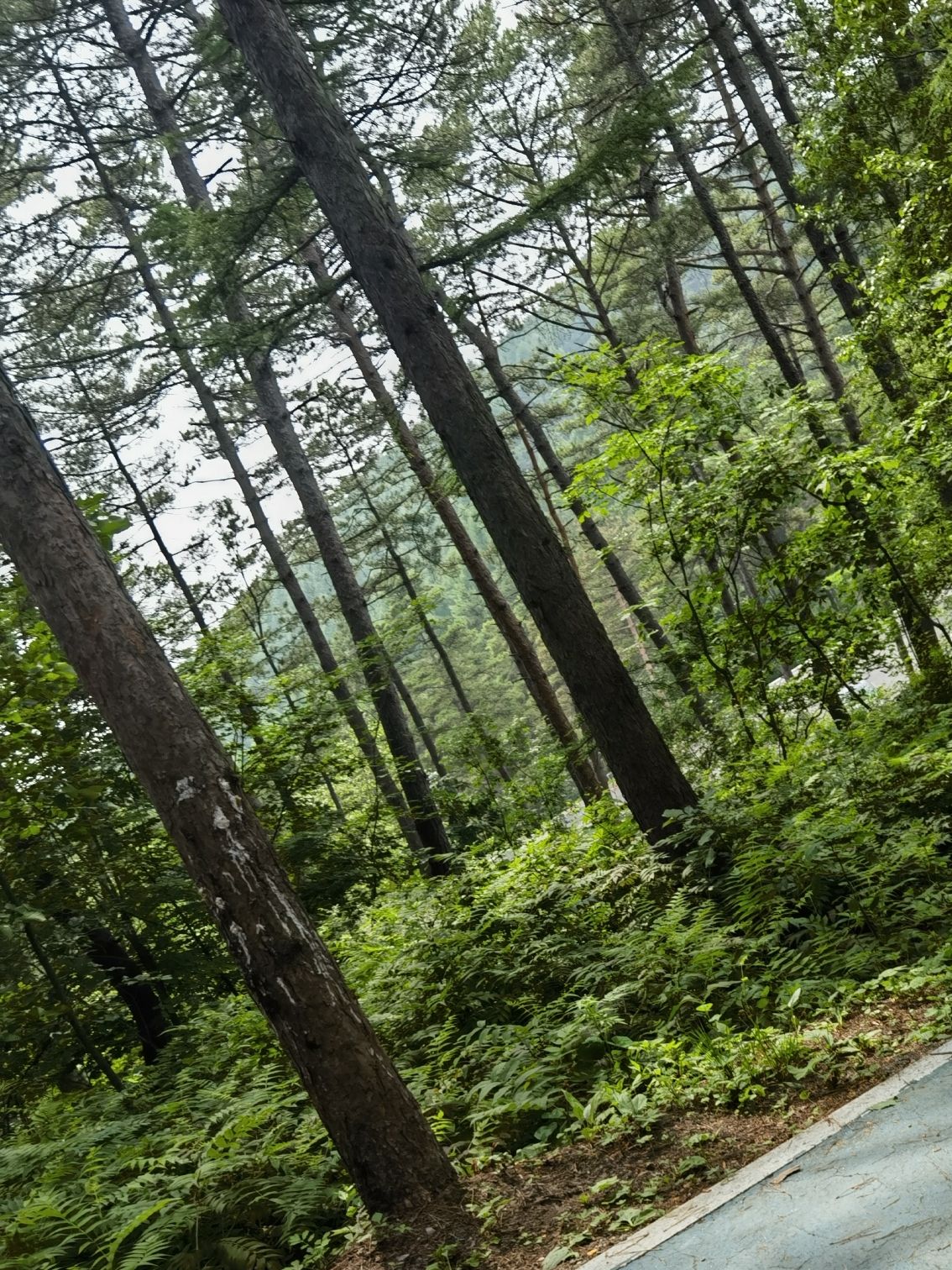 北山公园旅行图片 2