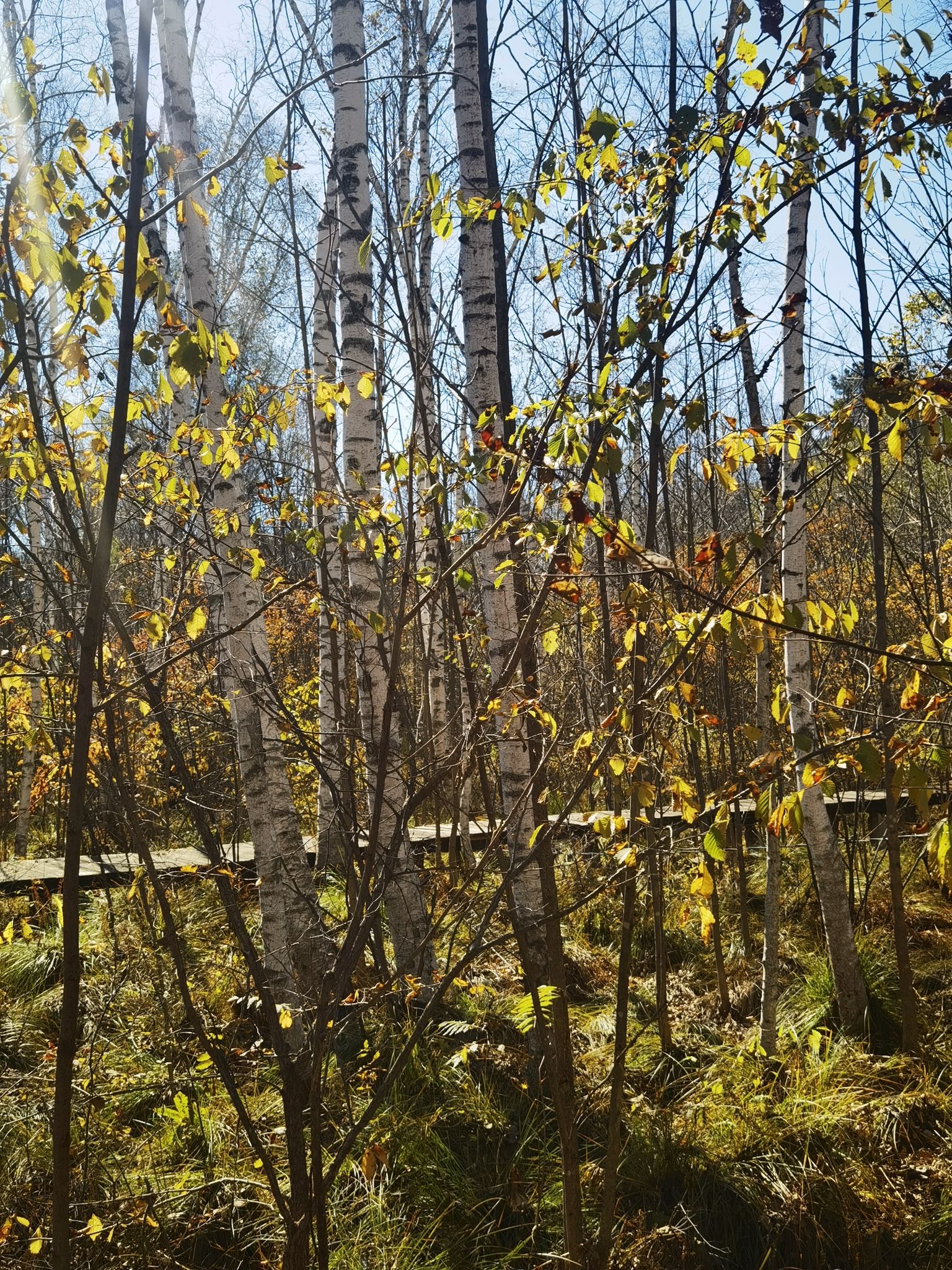 白桦园林风景区旅行图片 2