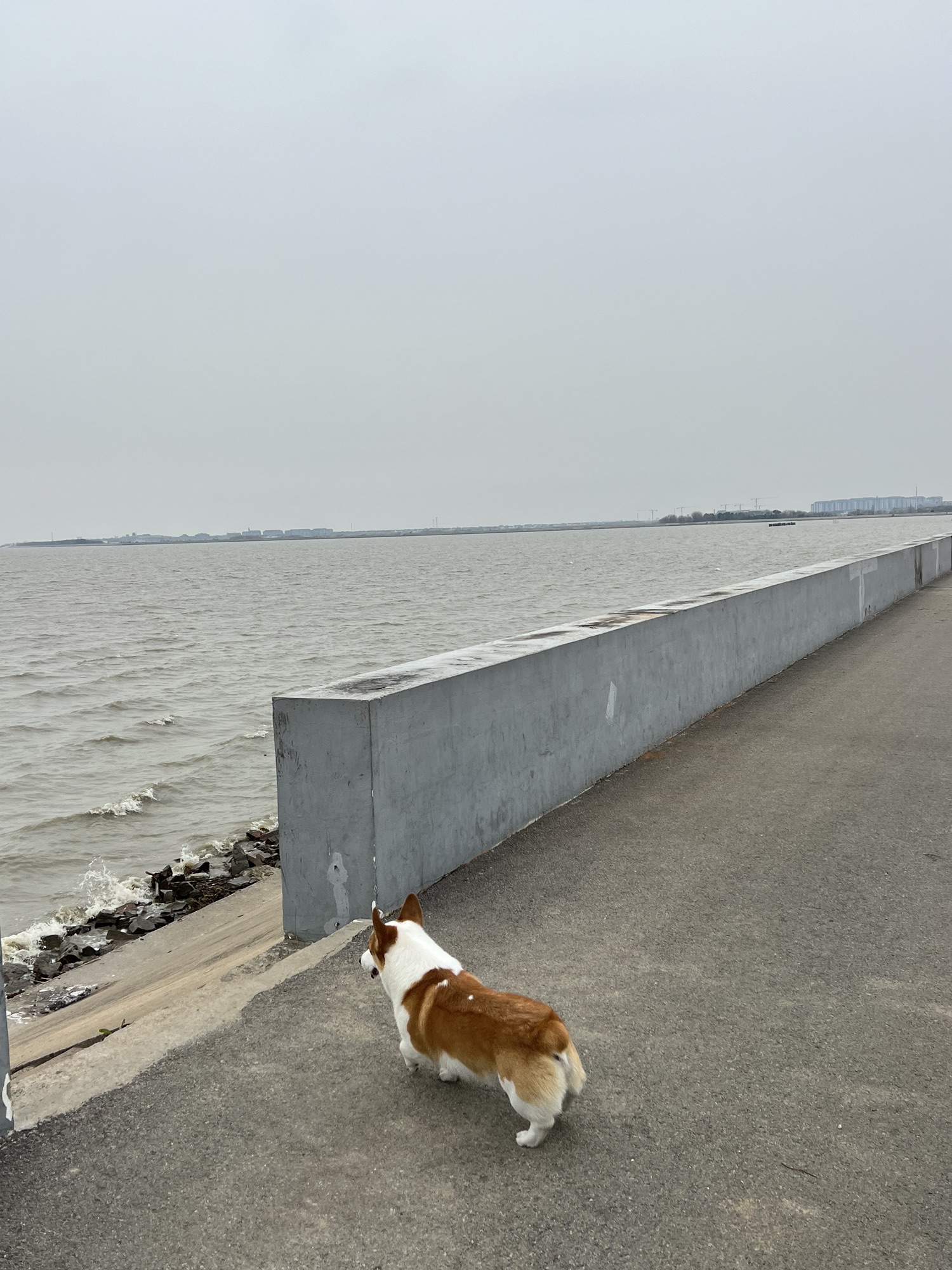 竺山湖湿地旅行图片 2