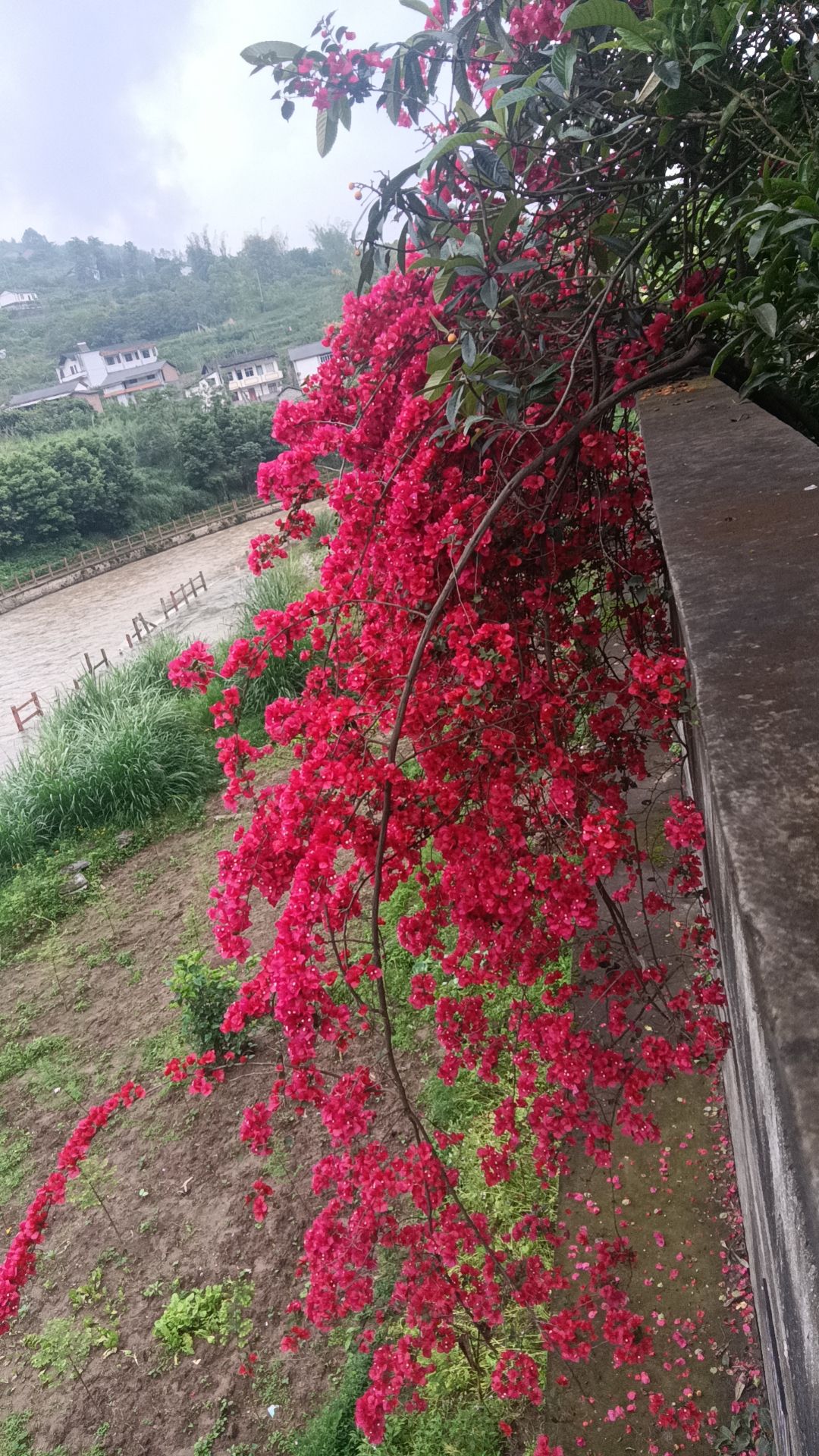 二郎山公园旅行图片 1