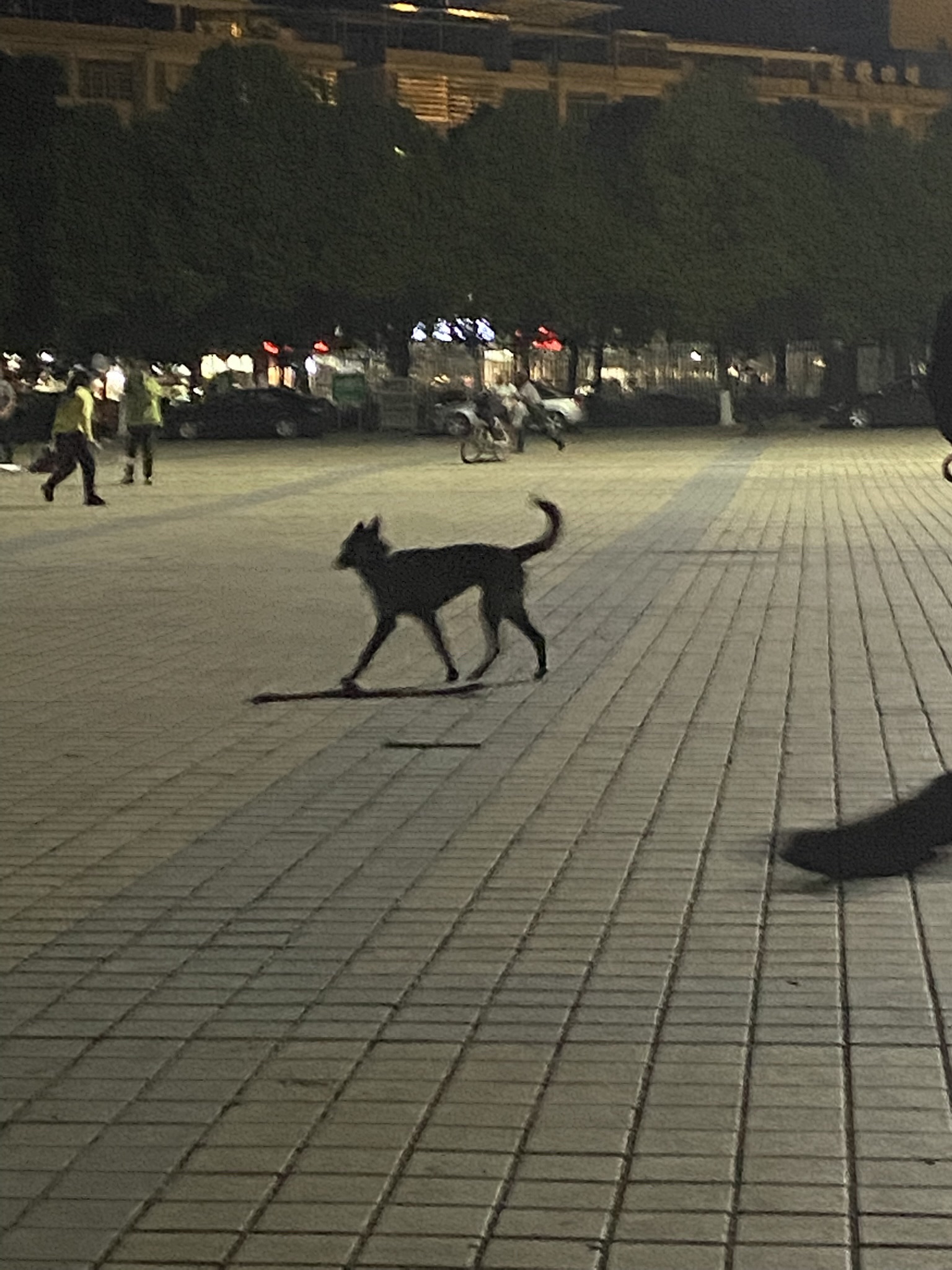 祁阳市白竹湖广场旅行图片 1