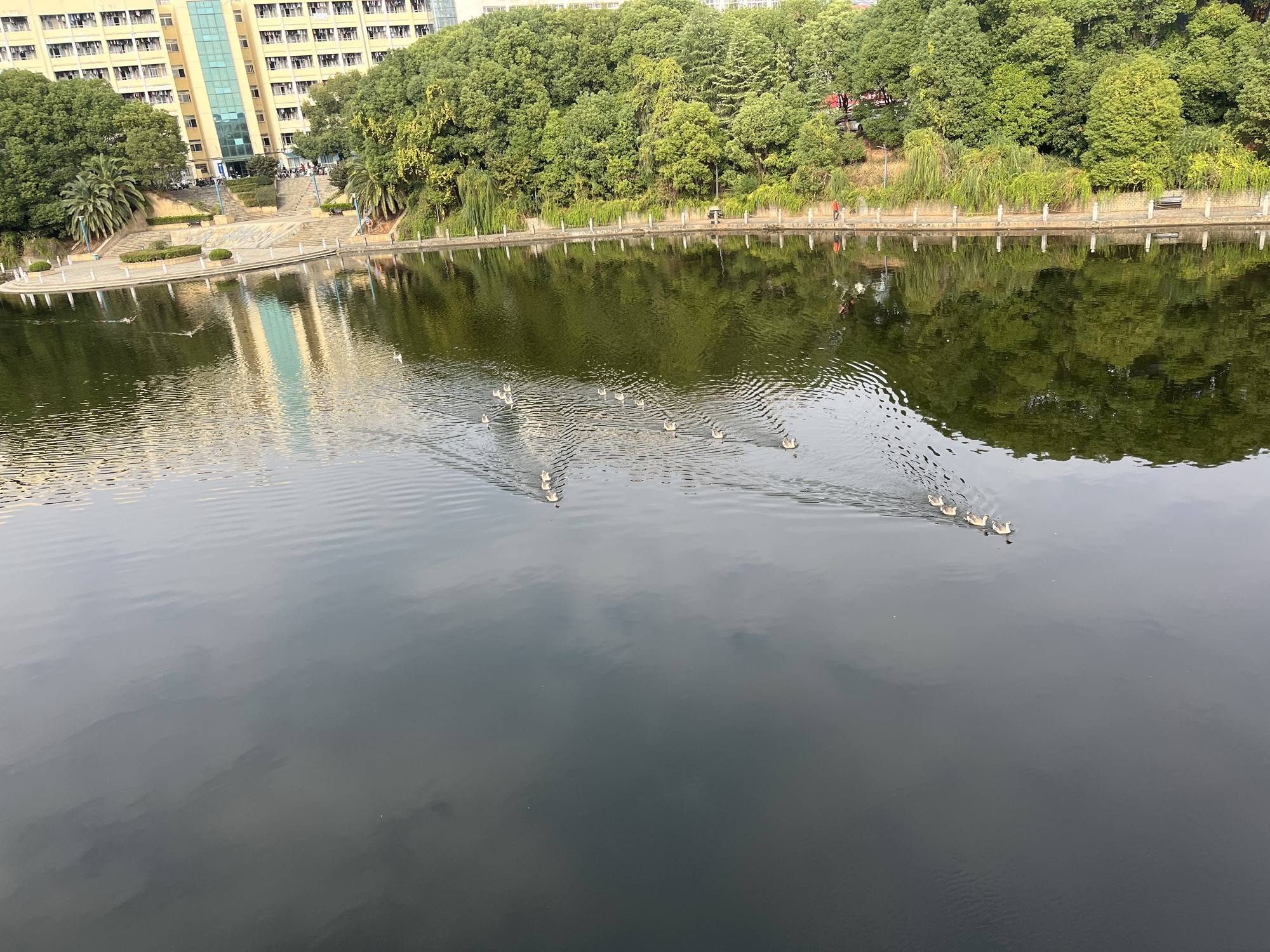 祁阳市白竹湖广场旅行图片 3
