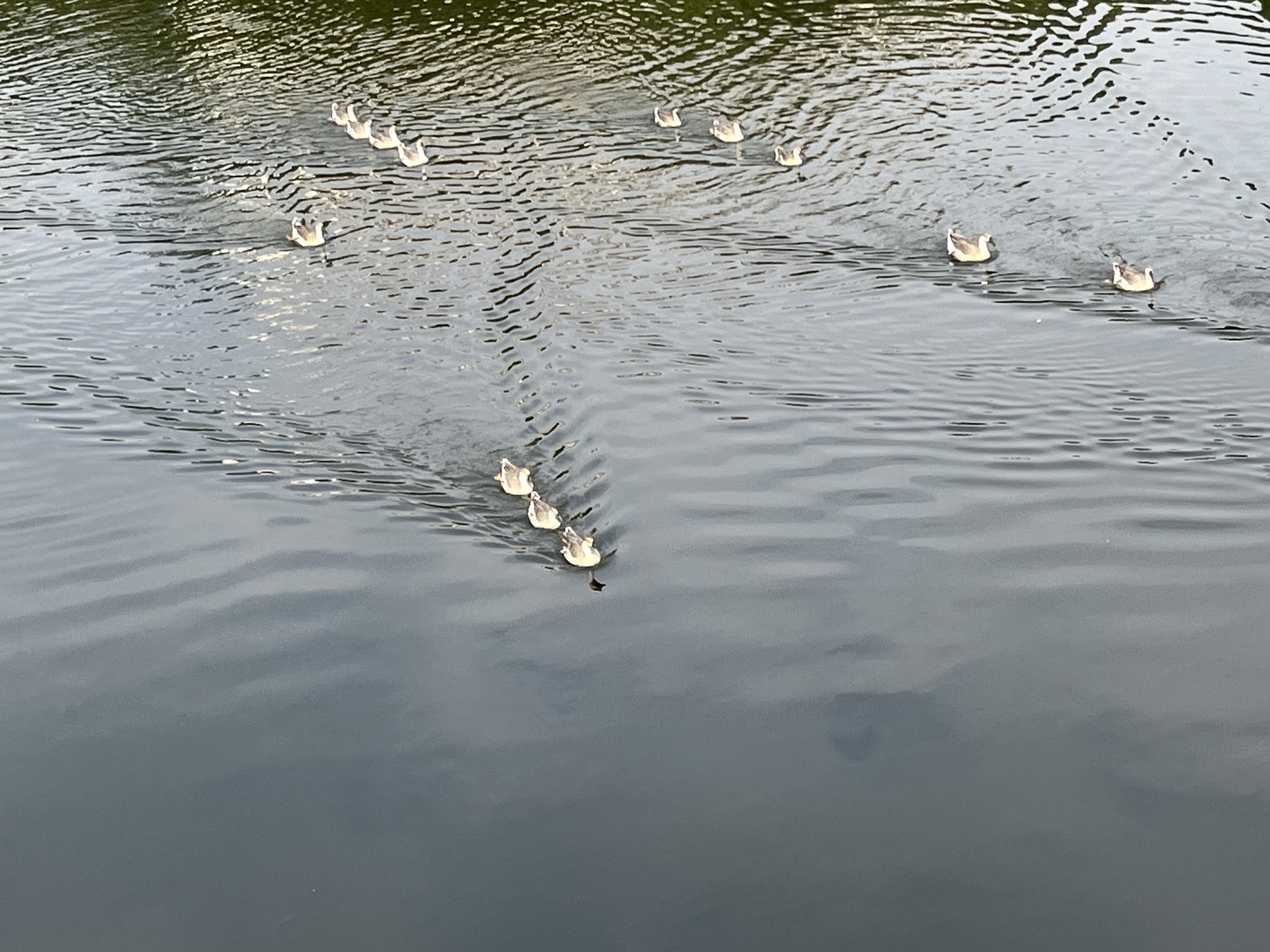 祁阳市白竹湖广场旅行图片 2