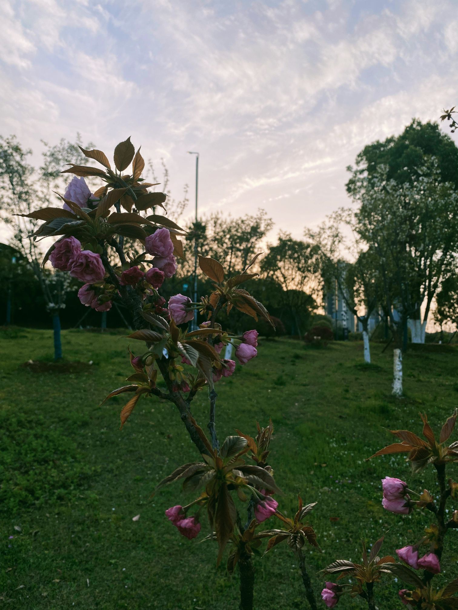 白莲湖湿地公园旅行图片 3